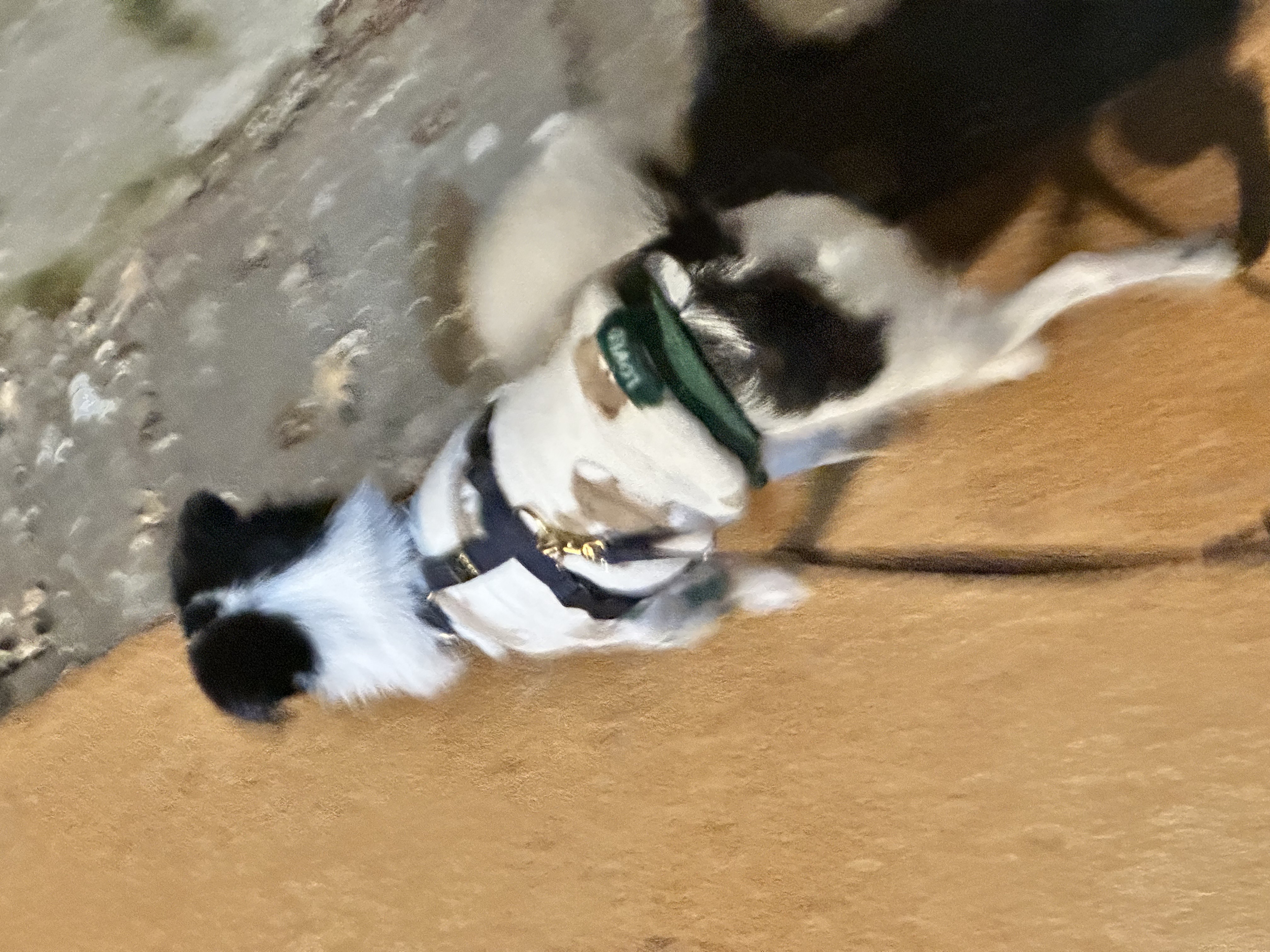 다온이 (루루) 1년 째!