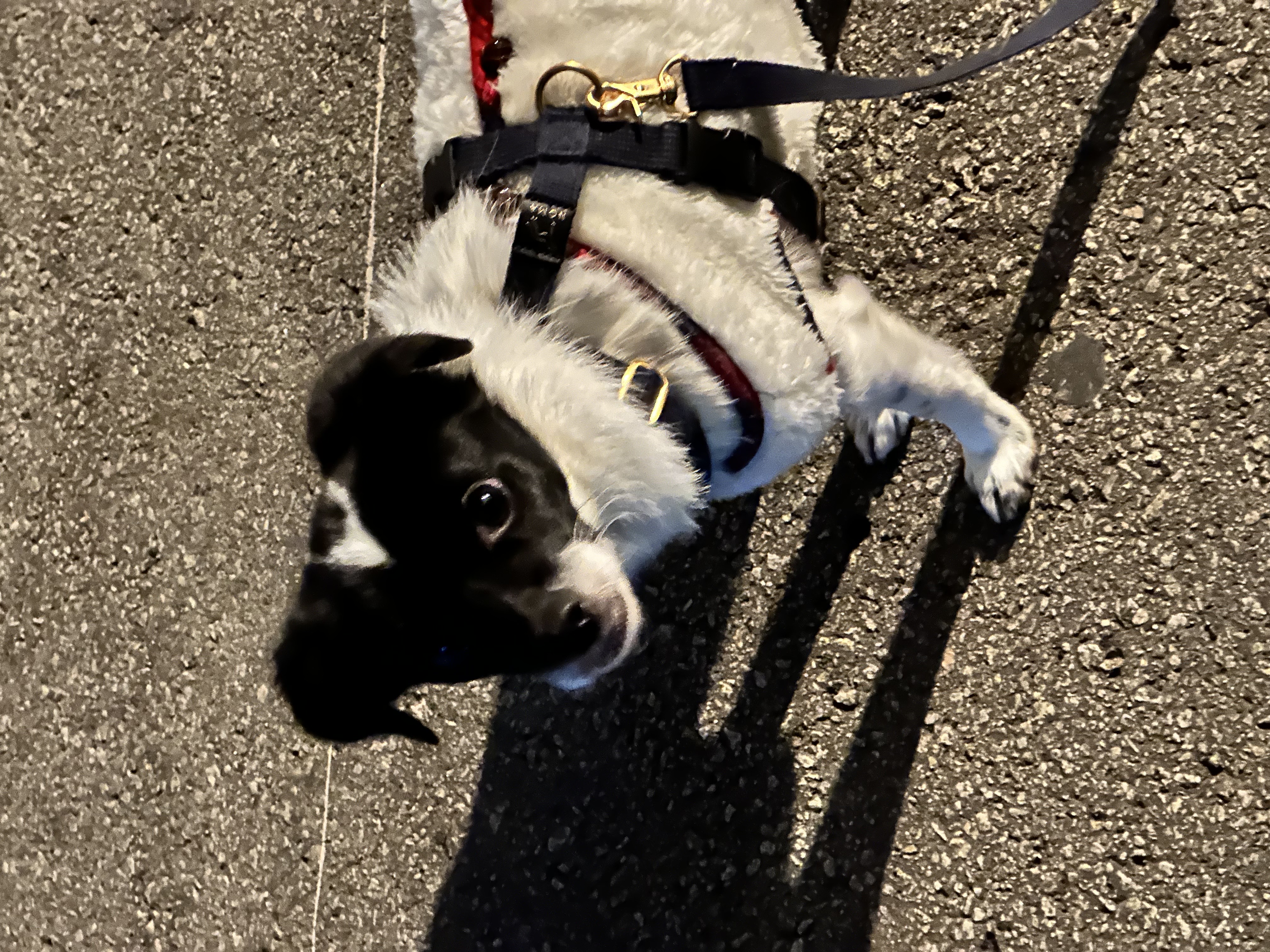 다온이 (루루) 1년 째!