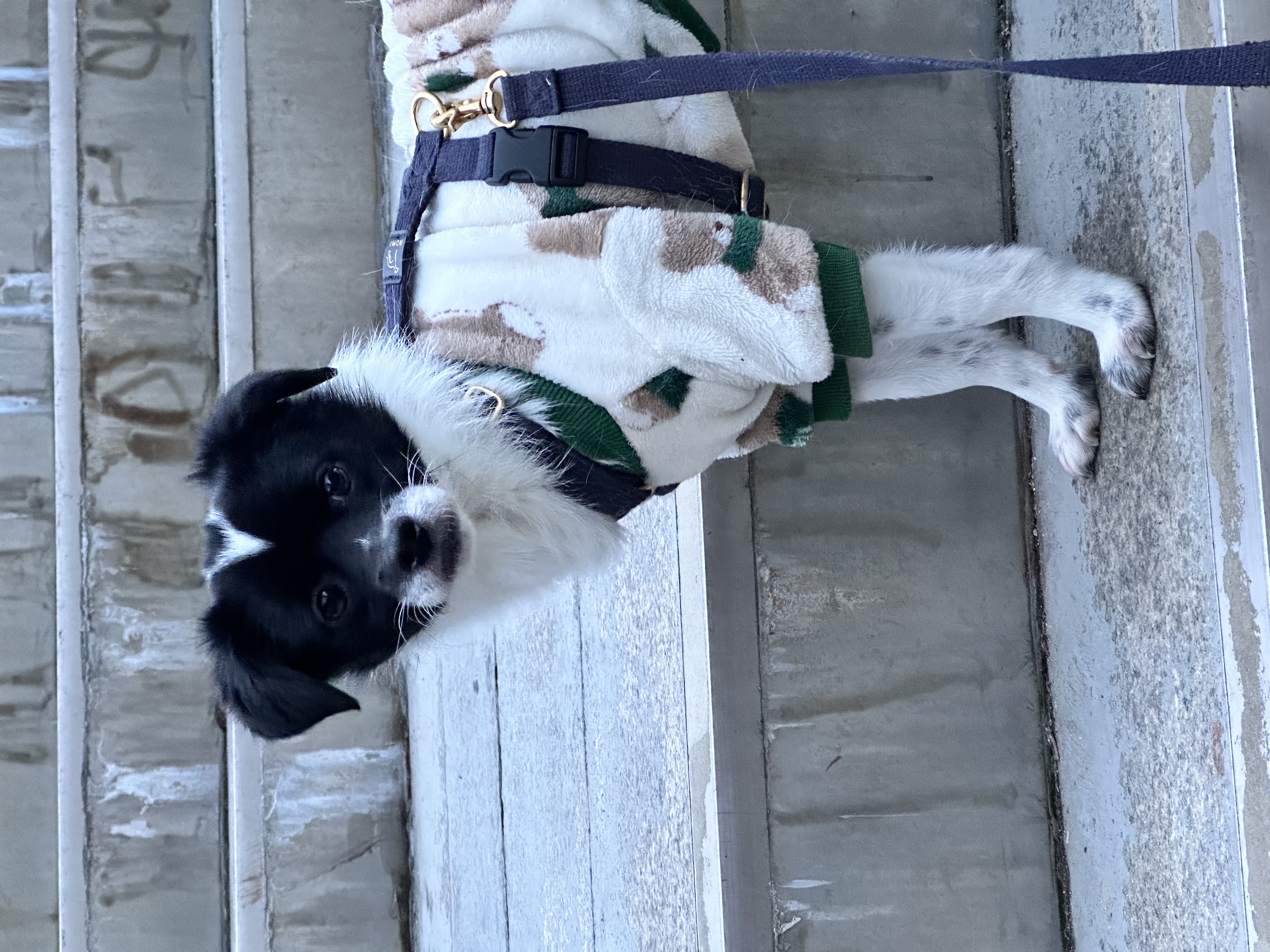 다온이 (루루) 1년 째!