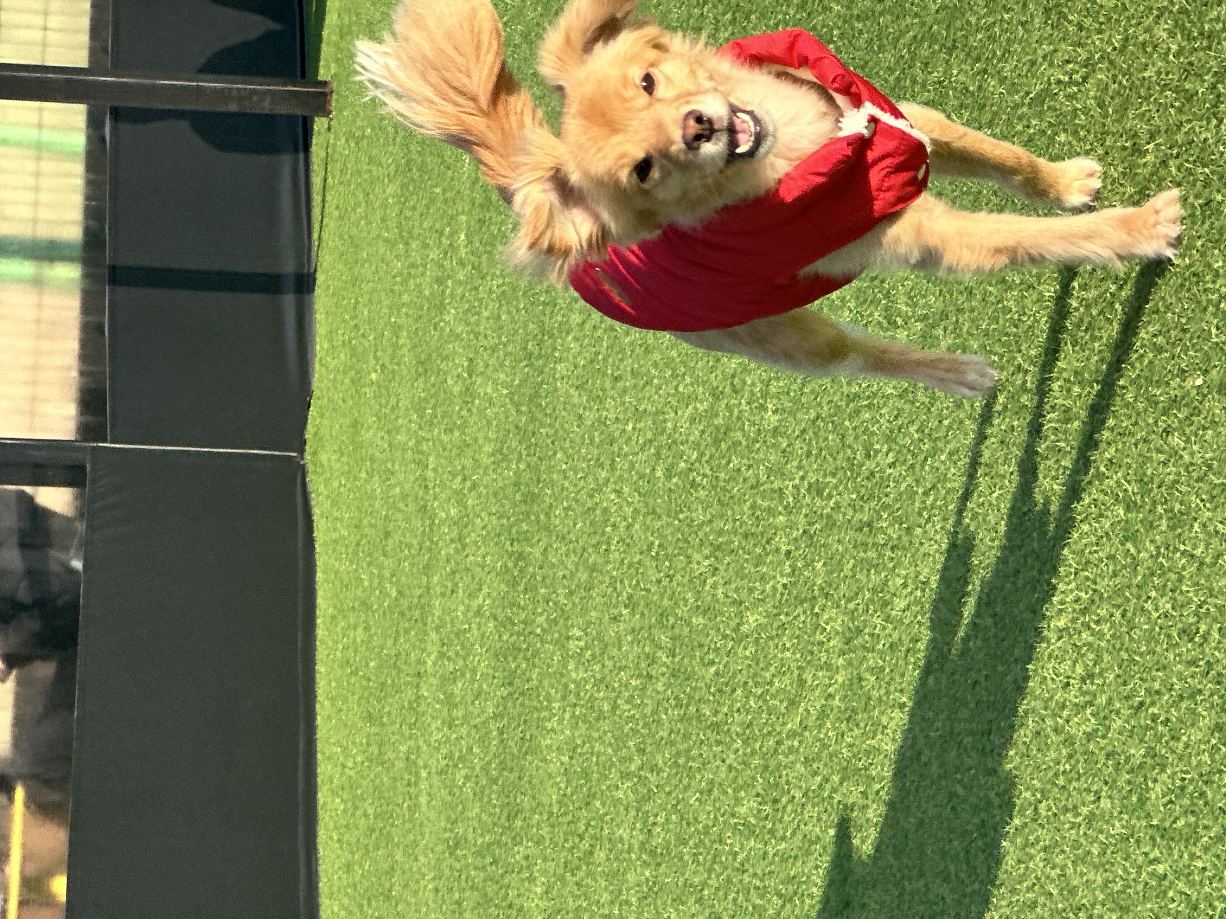 행복한 강아지 아코