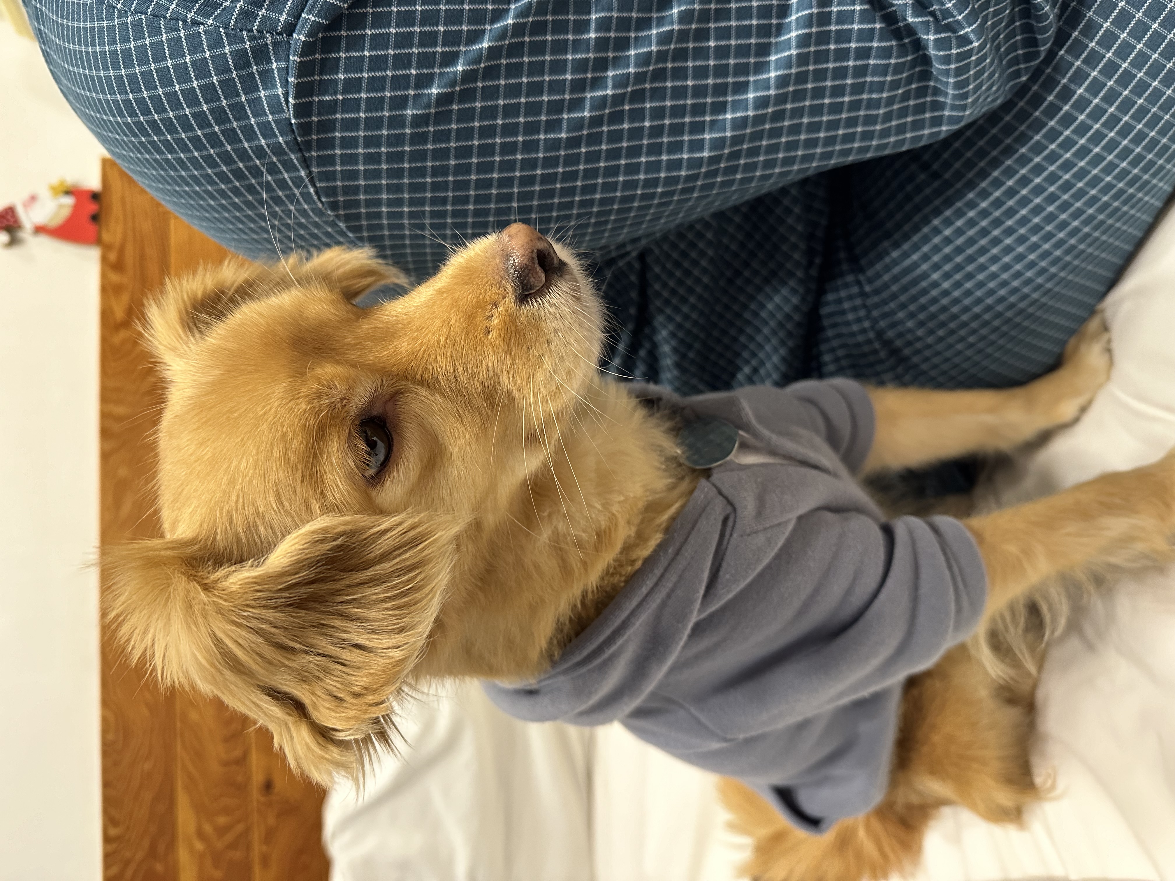 행복한 강아지 아코