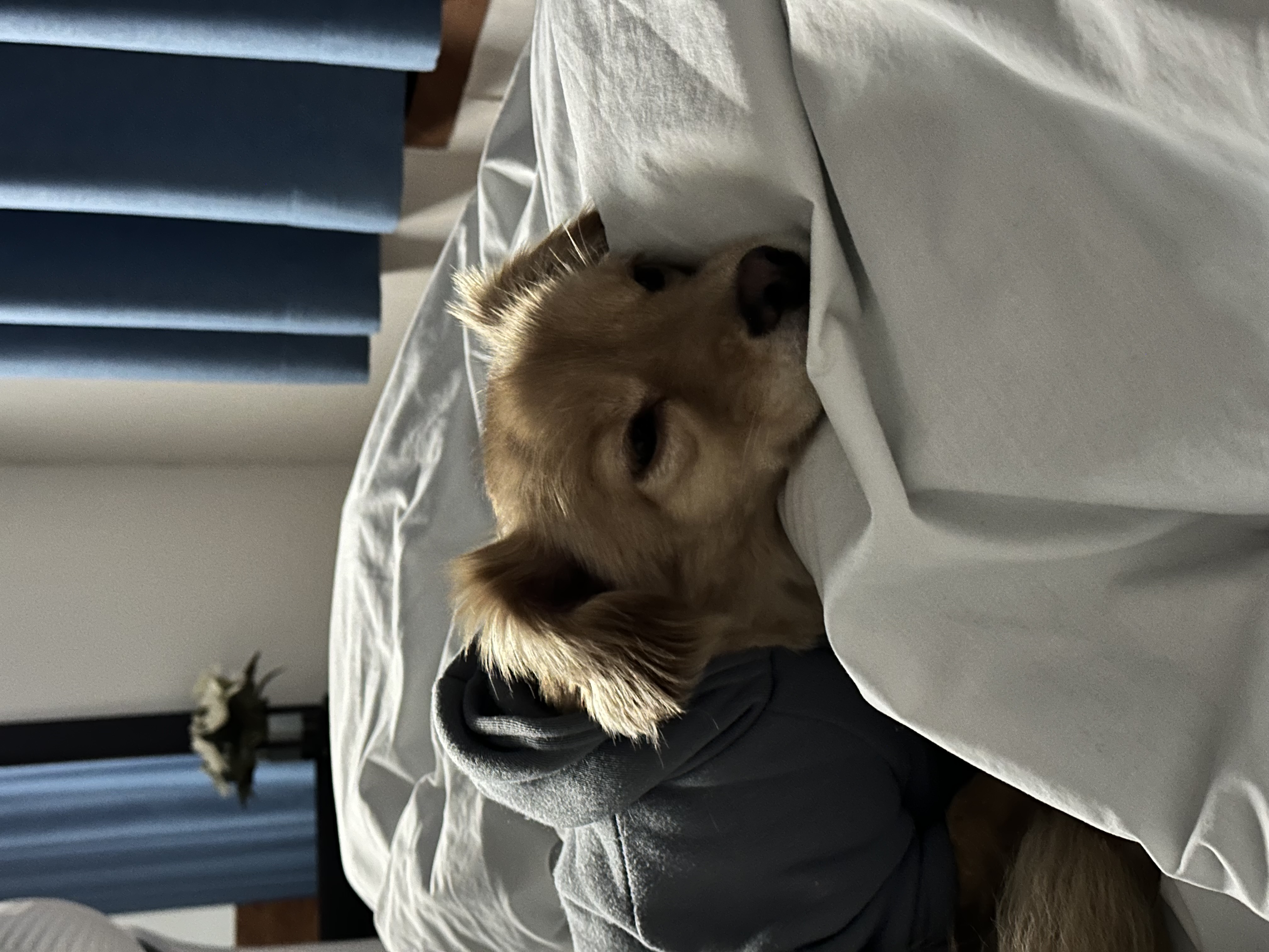 행복한 강아지 아코