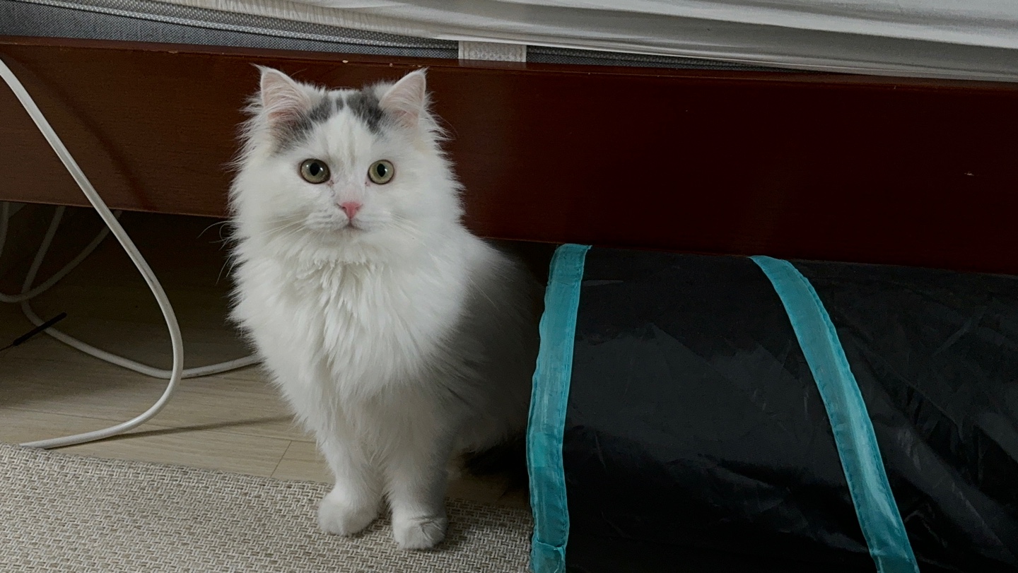 채운이는 천사냥임에 틀림없어 (일주일 후기)