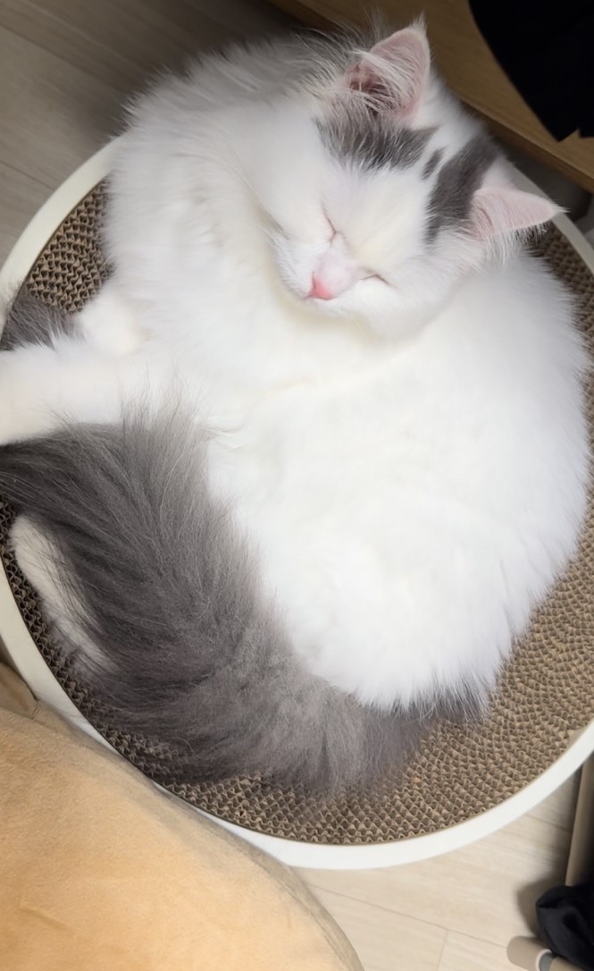 채운이는 천사냥임에 틀림없어 (일주일 후기)