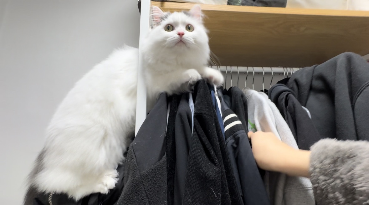 채운이는 천사냥임에 틀림없어 (일주일 후기)