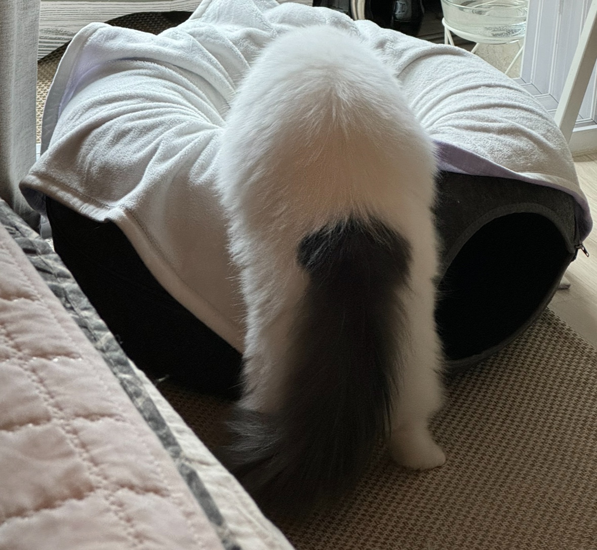 채운이는 천사냥임에 틀림없어 (일주일 후기)