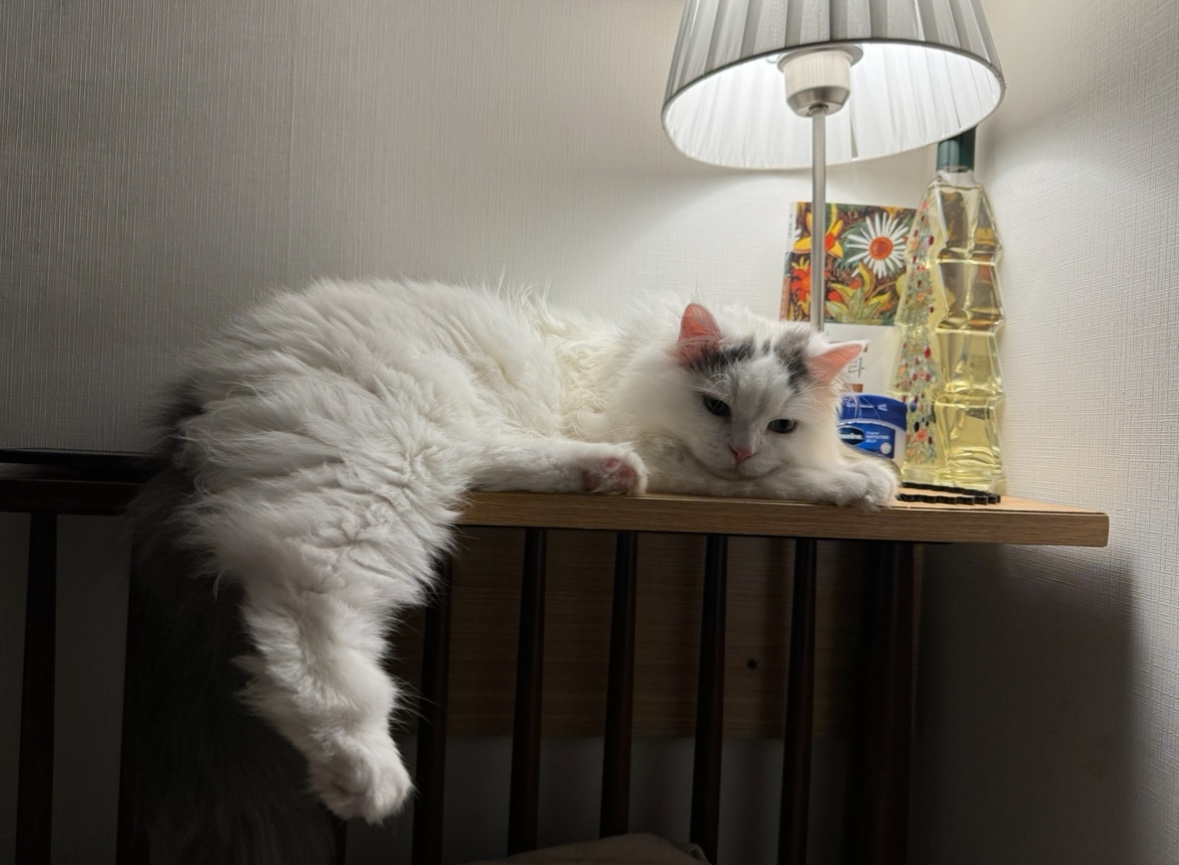 채운이는 천사냥임에 틀림없어 (일주일 후기)