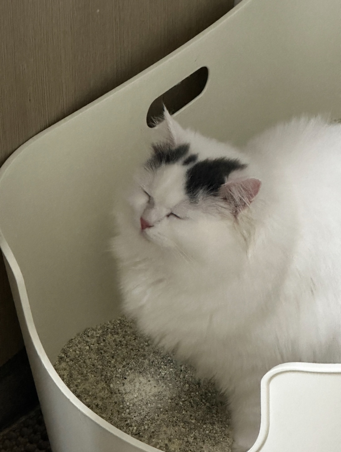 채운이는 천사냥임에 틀림없어 (일주일 후기)