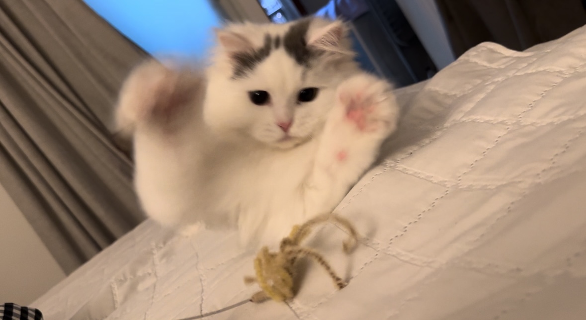 채운이는 천사냥임에 틀림없어 (일주일 후기)