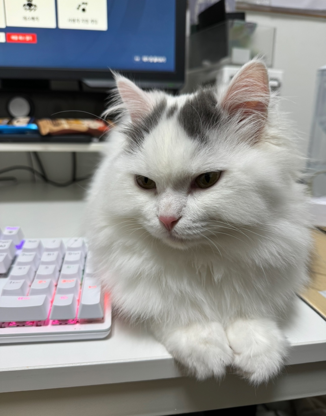 채운이는 천사냥임에 틀림없어 (일주일 후기)