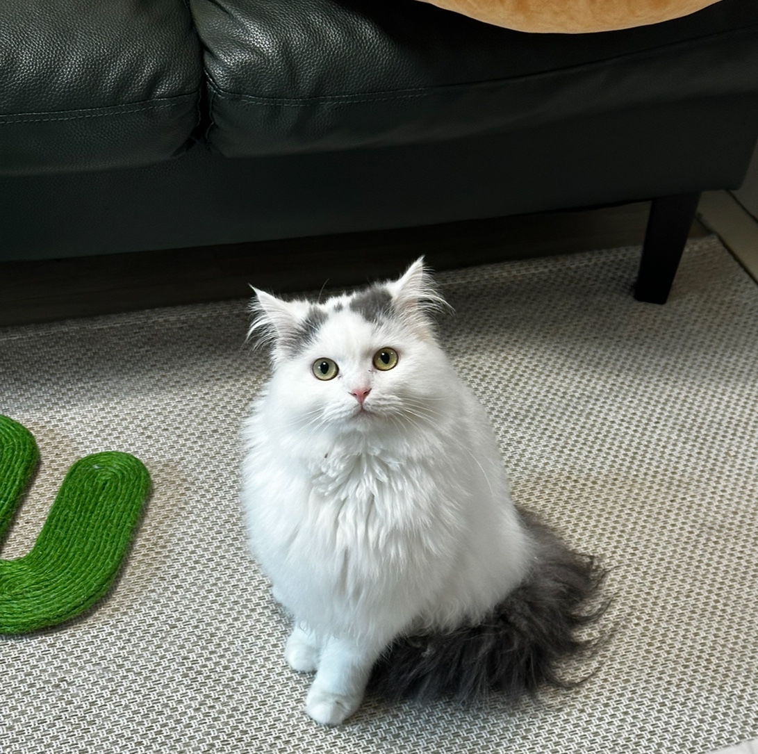 채운이는 천사냥임에 틀림없어 (일주일 후기)