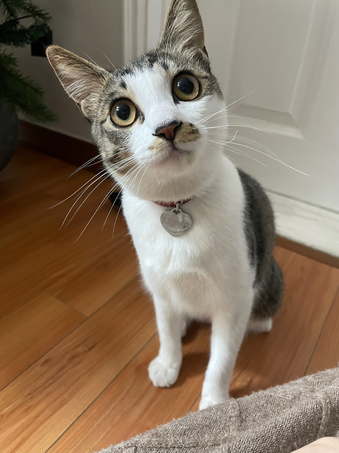 꼬무(유노) 6개월후기