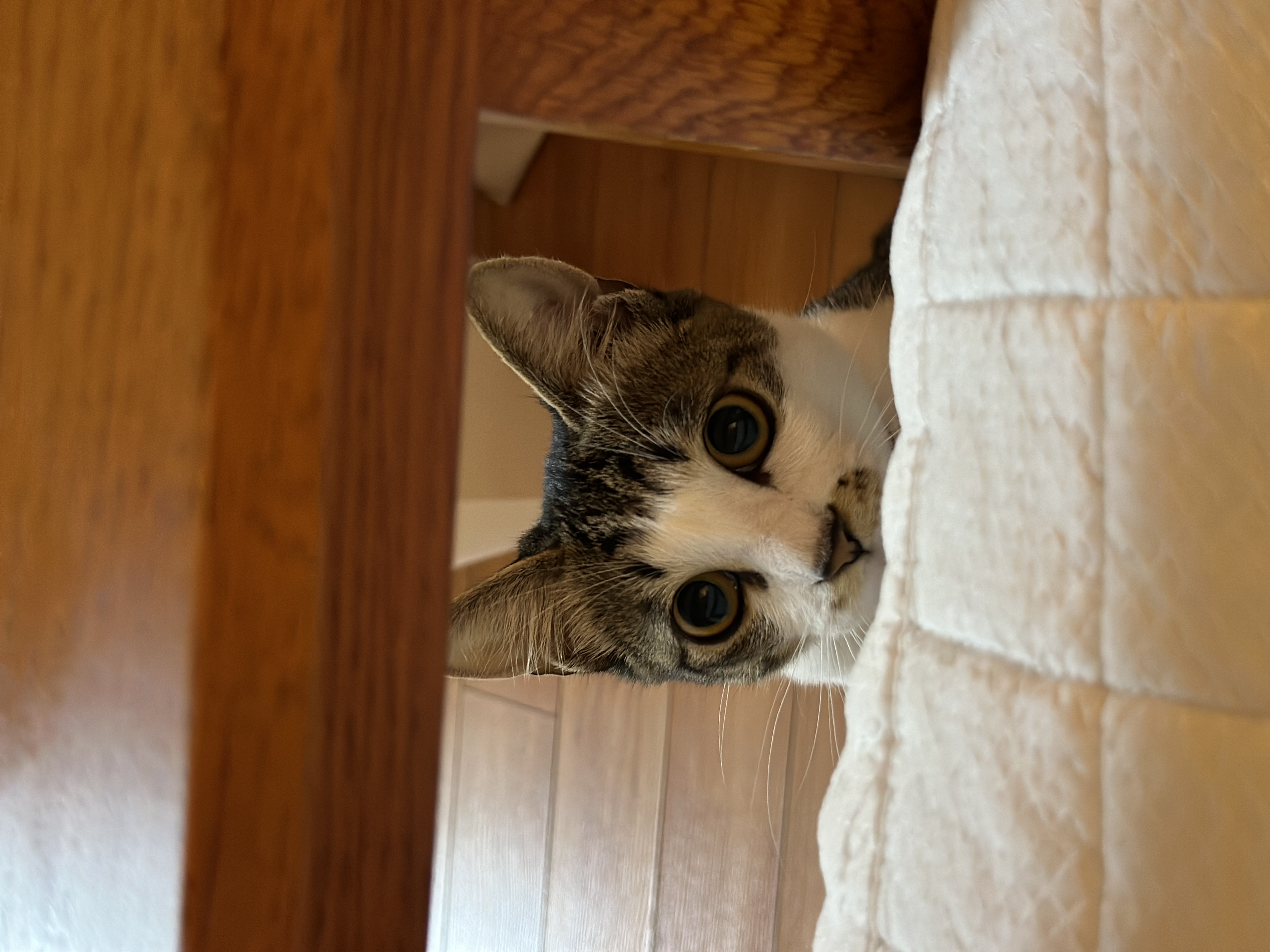 꼬무(유노) 6개월후기