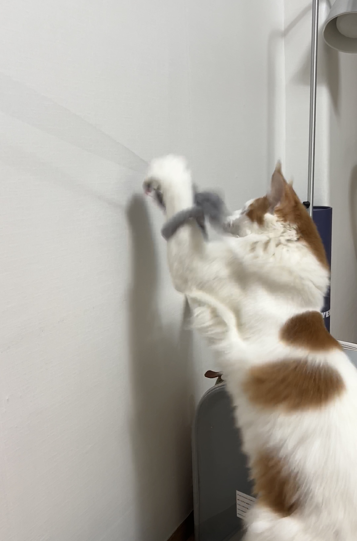 케타(테리) 이제 진짜 내새끼가 되었습니다 5개월차 후기