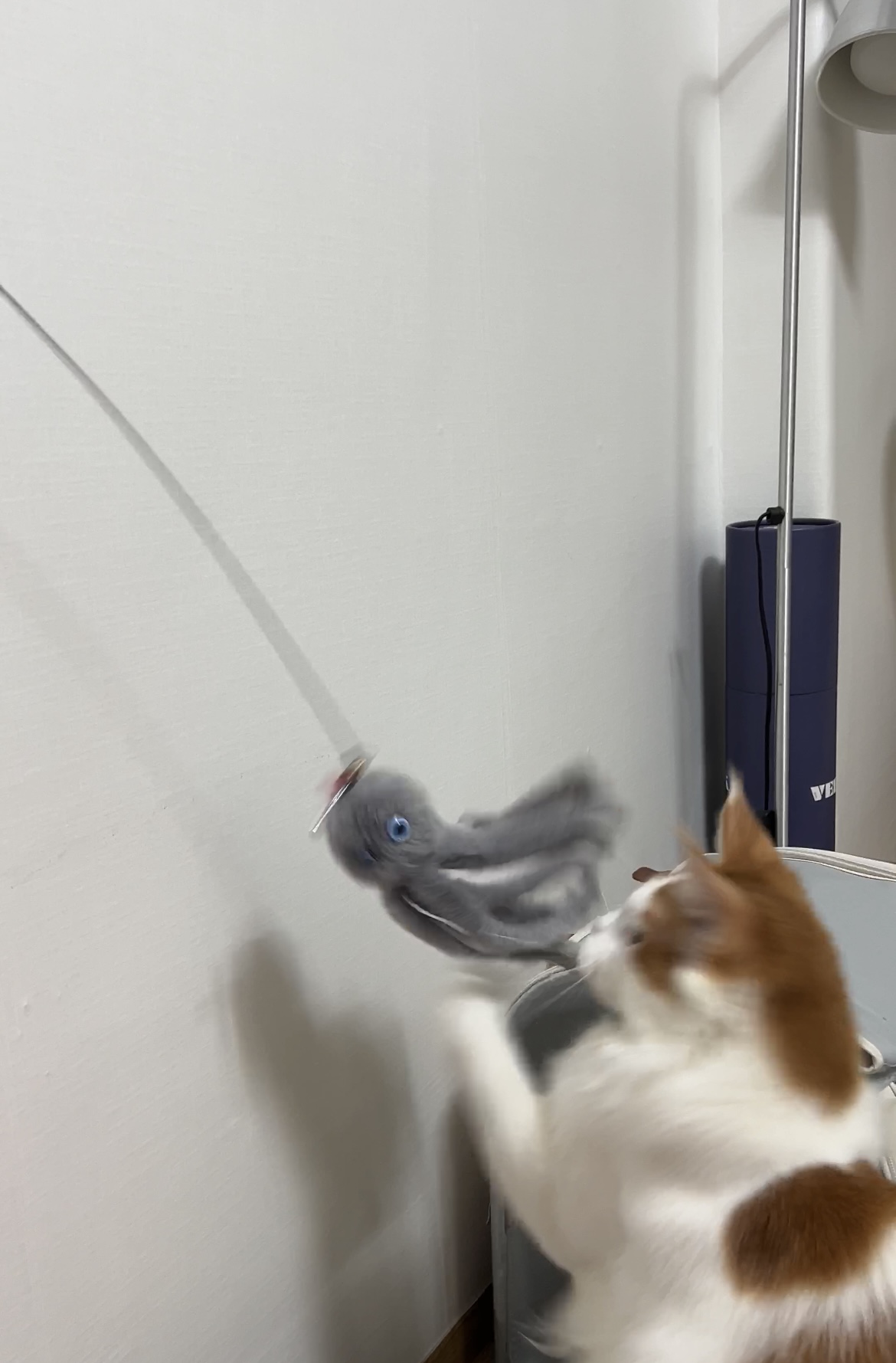 케타(테리) 이제 진짜 내새끼가 되었습니다 5개월차 후기