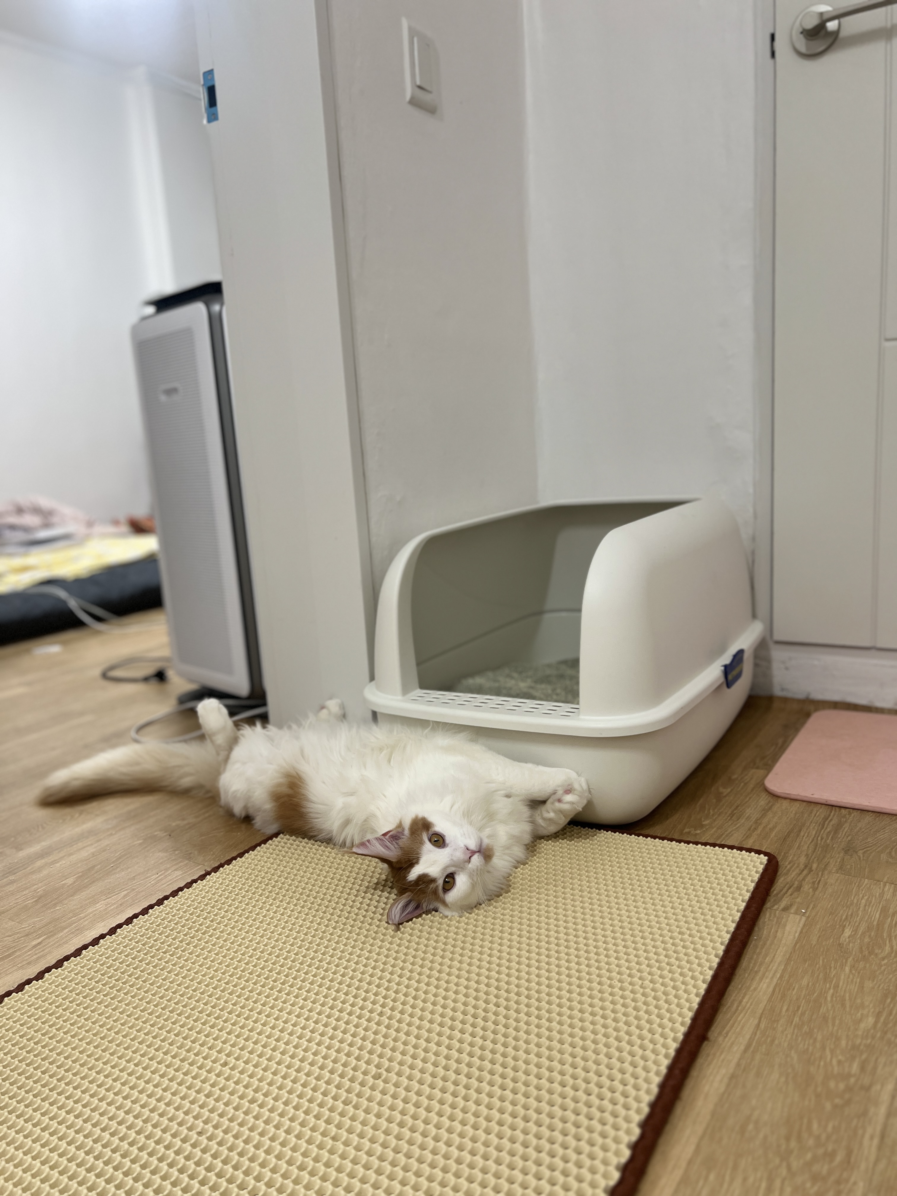 케타(테리) 이제 진짜 내새끼가 되었습니다 5개월차 후기