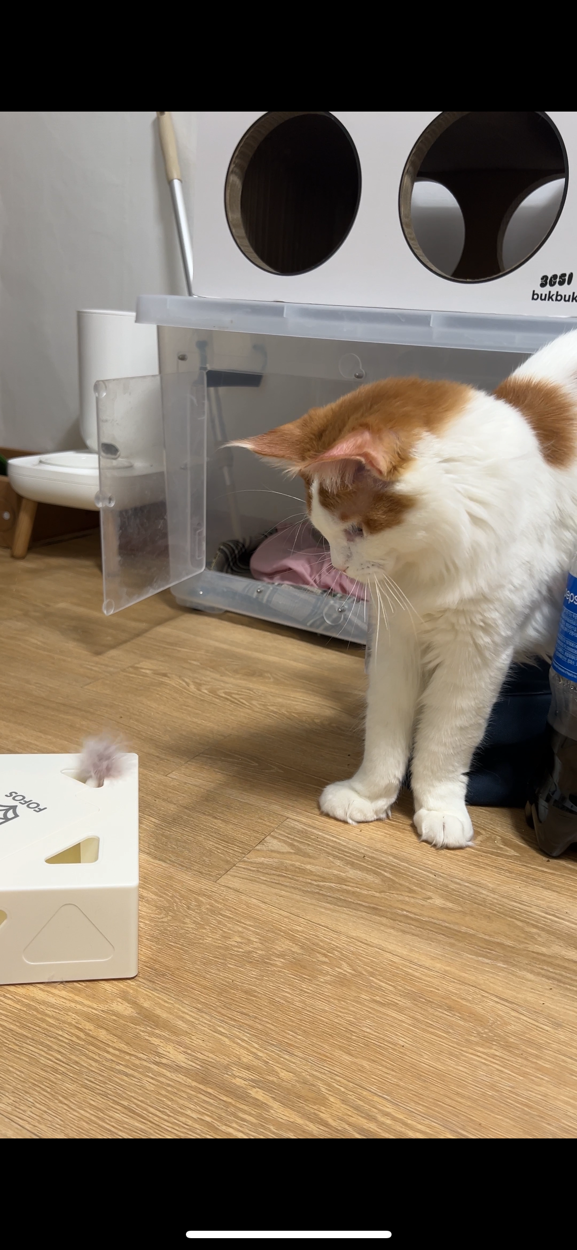 케타(테리) 이제 진짜 내새끼가 되었습니다 5개월차 후기