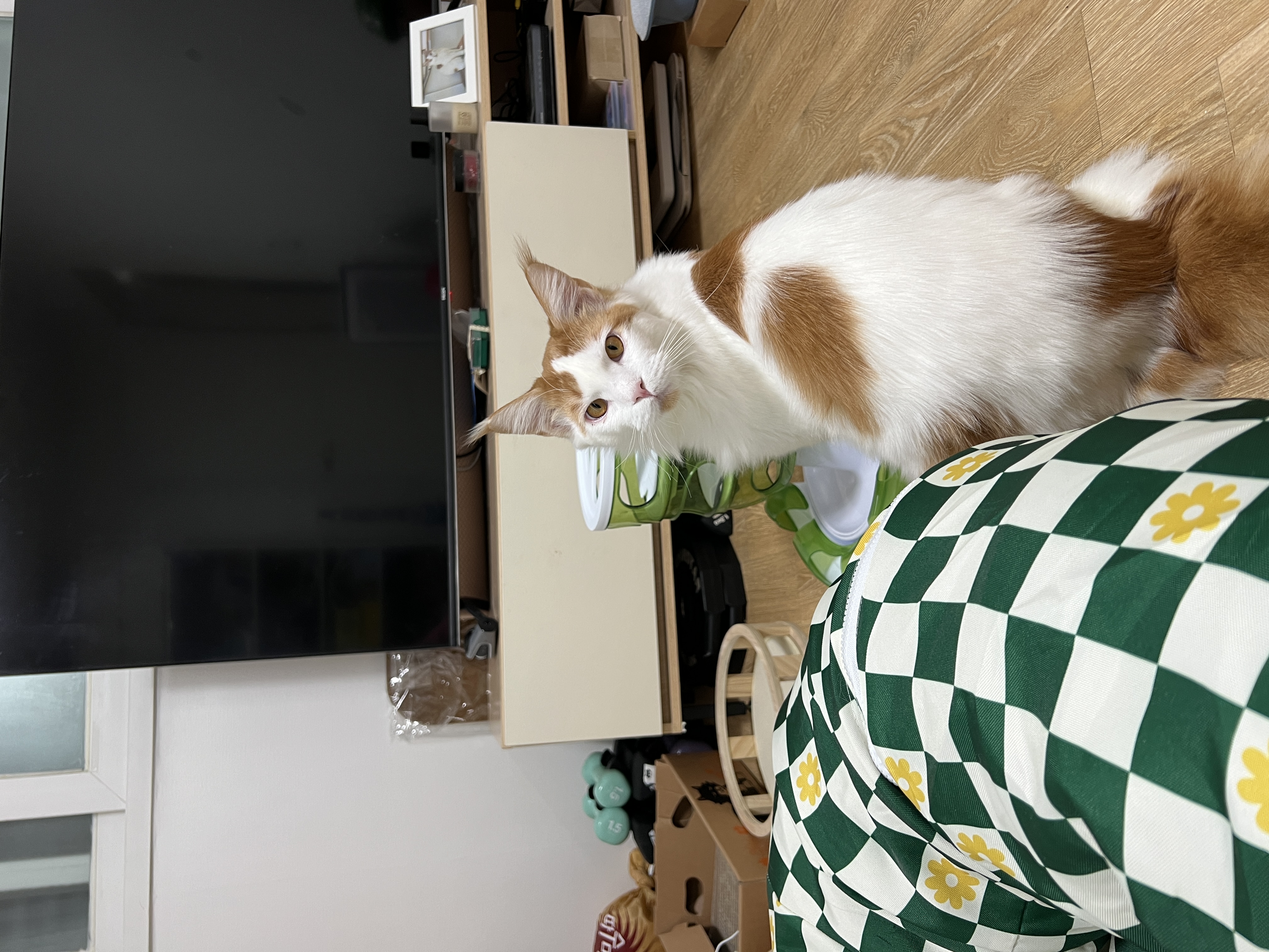 케타(테리) 이제 진짜 내새끼가 되었습니다 5개월차 후기