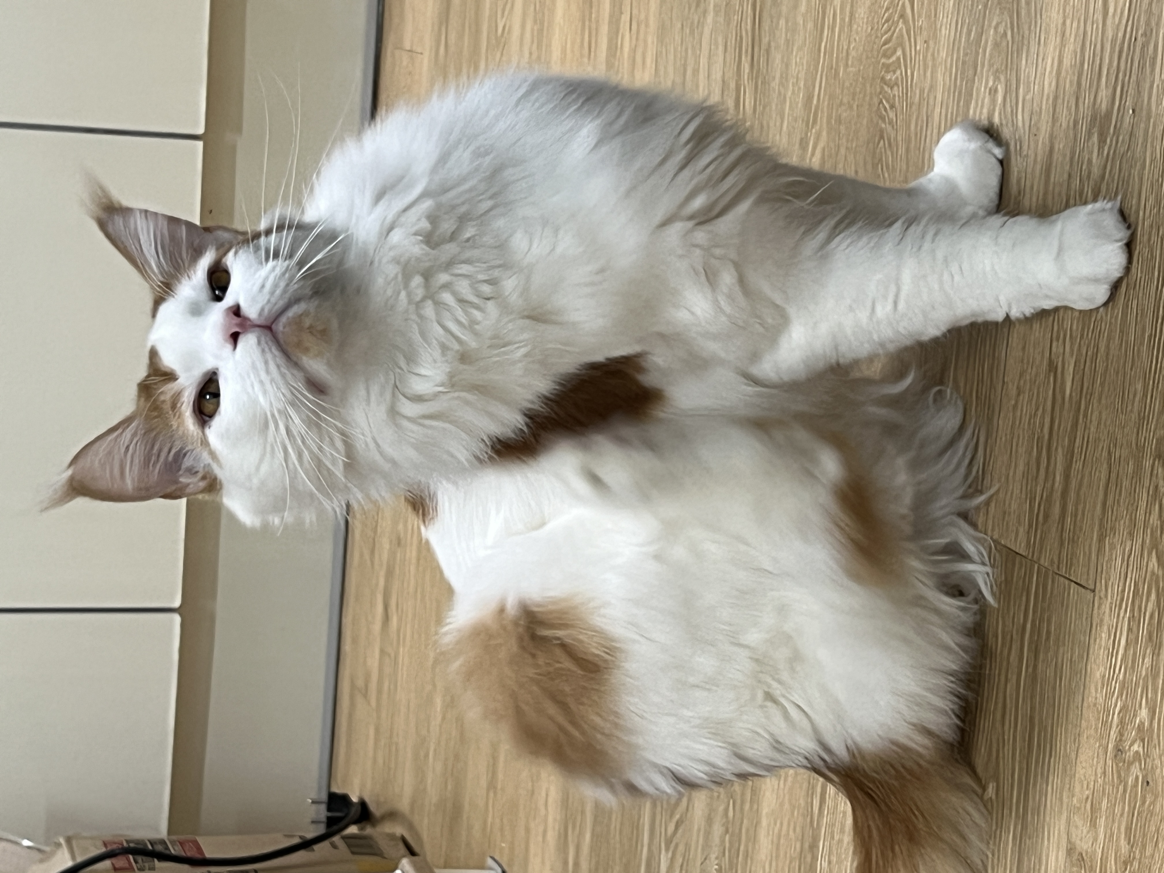 케타(테리) 이제 진짜 내새끼가 되었습니다 5개월차 후기