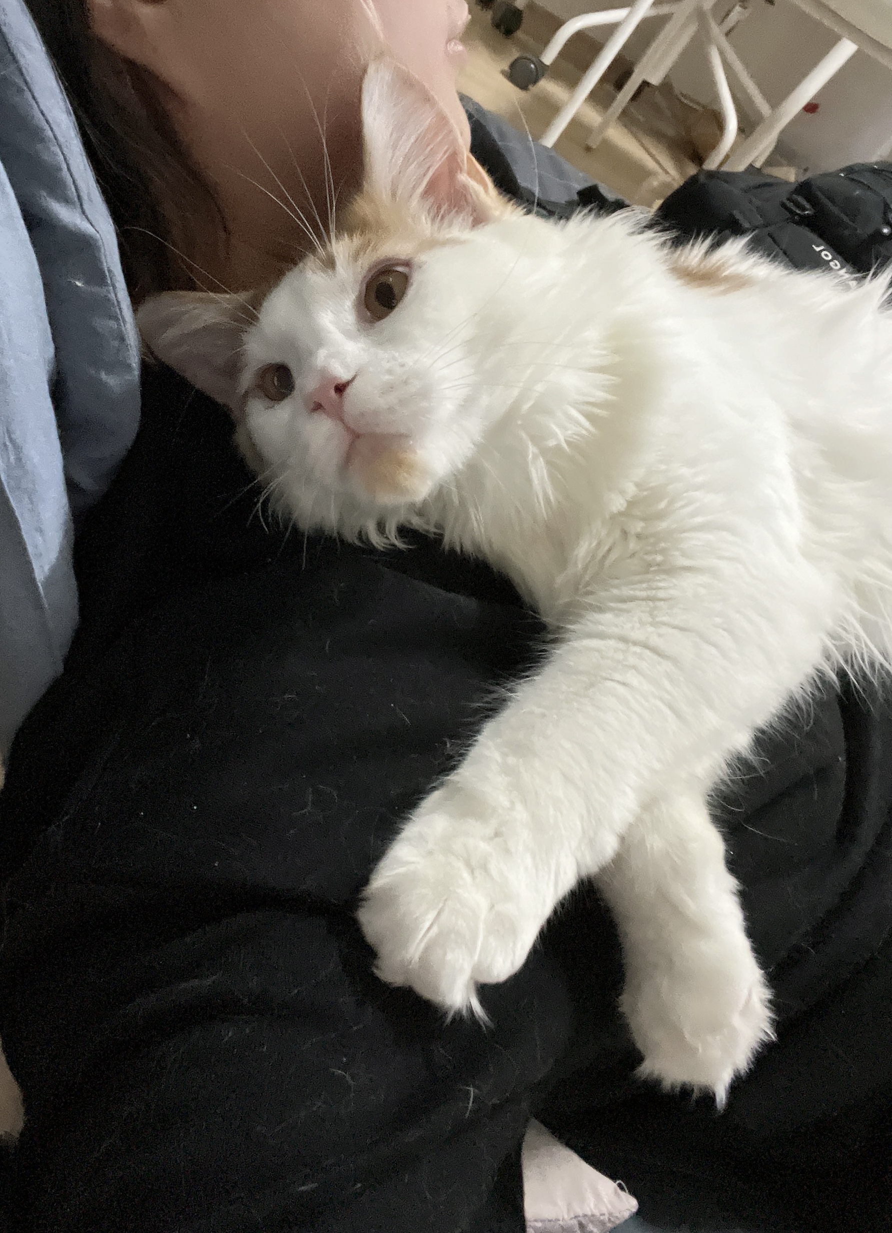 케타(테리) 이제 진짜 내새끼가 되었습니다 5개월차 후기