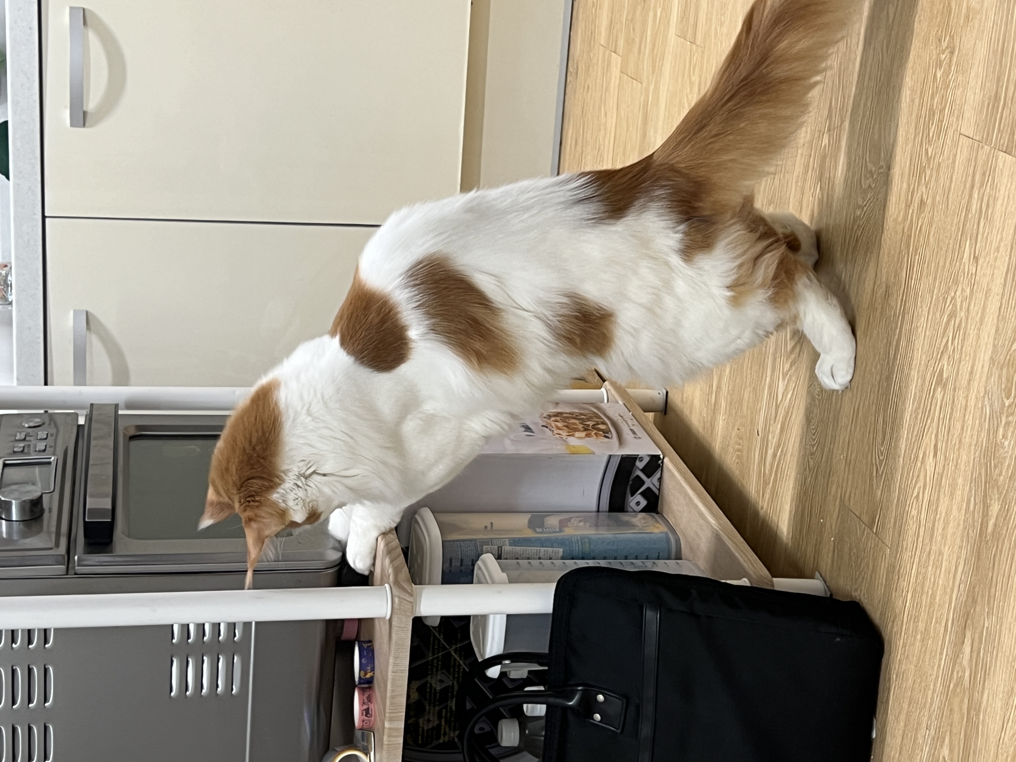 케타(테리) 이제 진짜 내새끼가 되었습니다 5개월차 후기