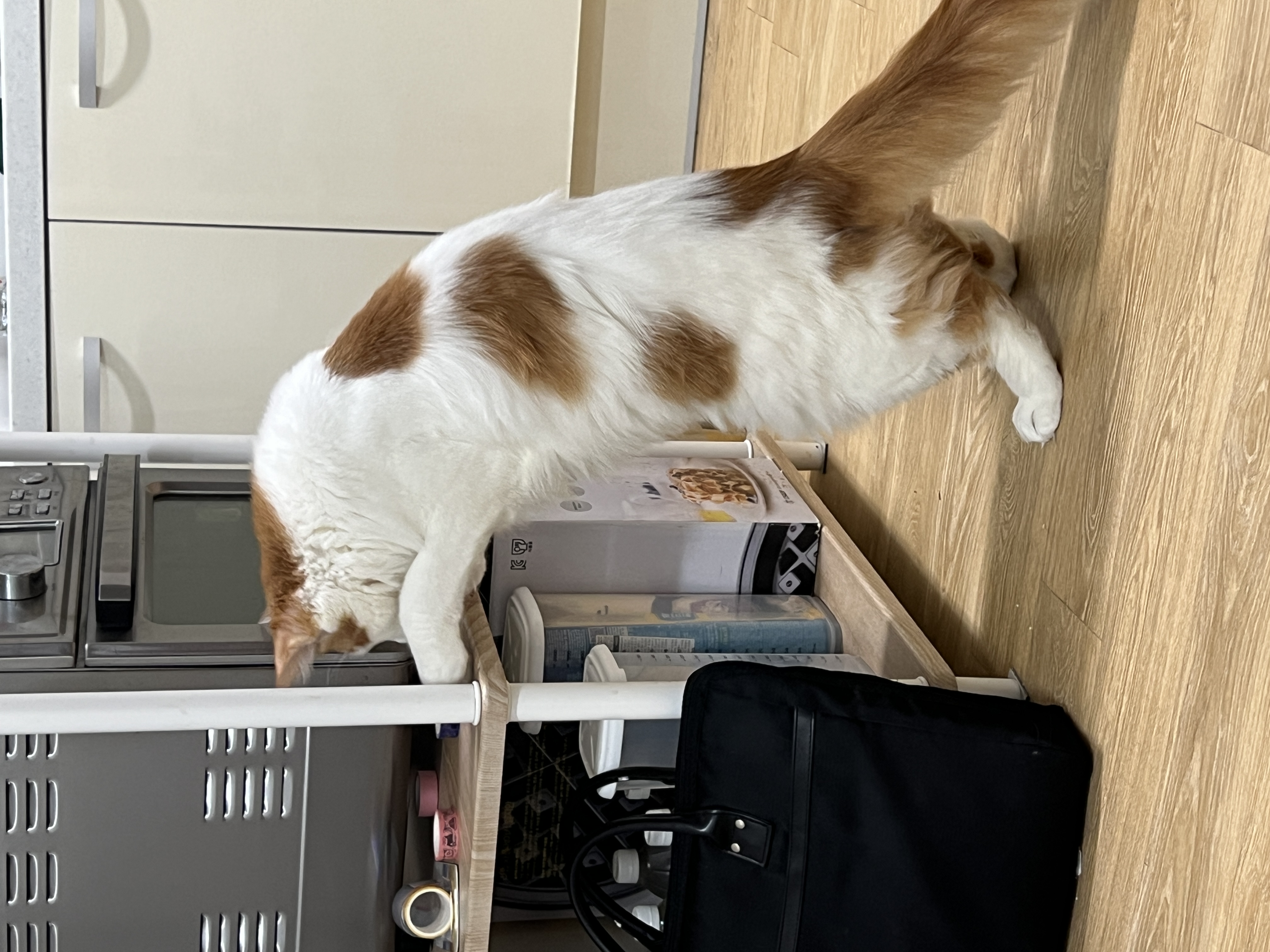 케타(테리) 이제 진짜 내새끼가 되었습니다 5개월차 후기