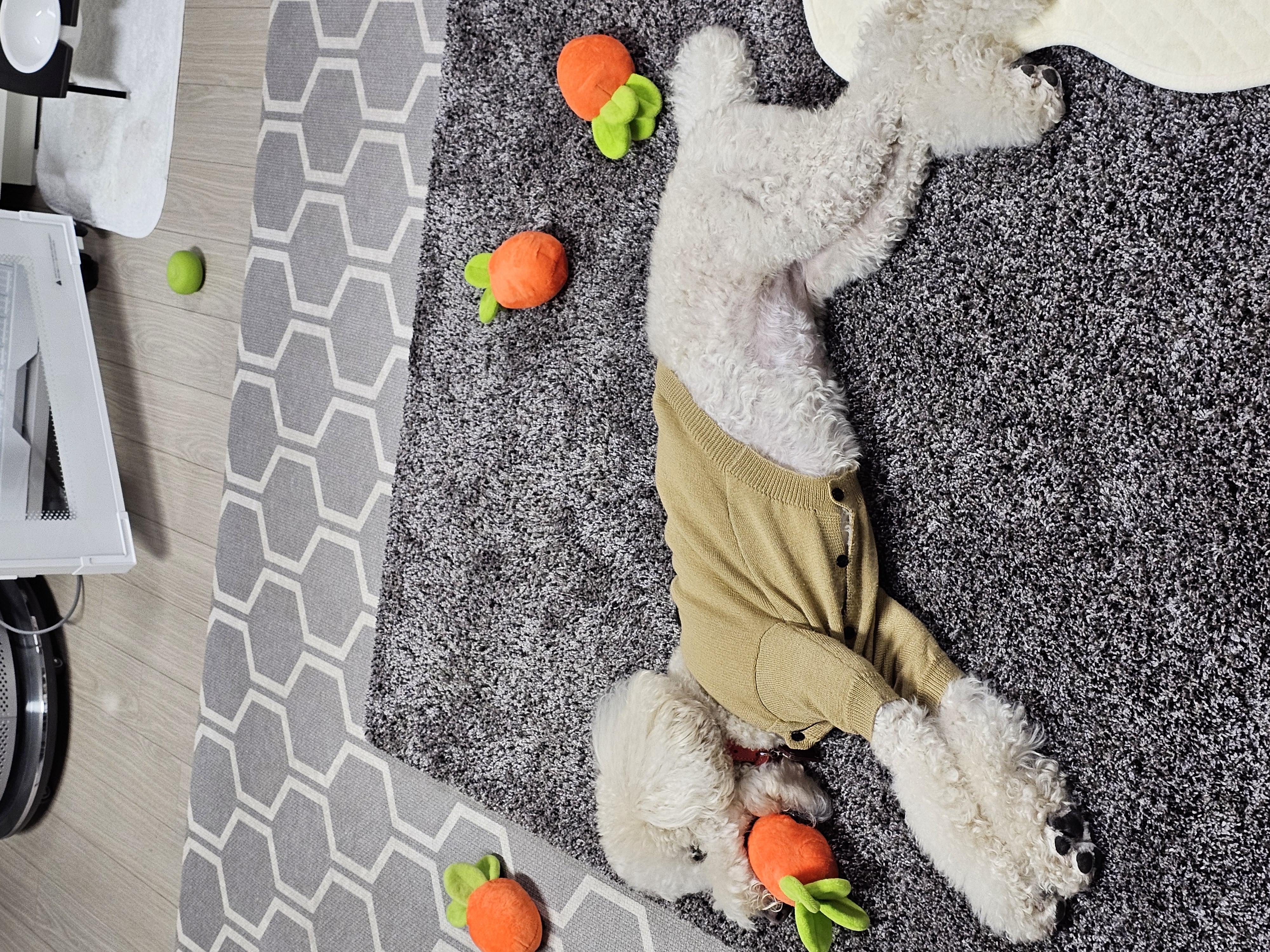 보리(푸사) 입양3년차