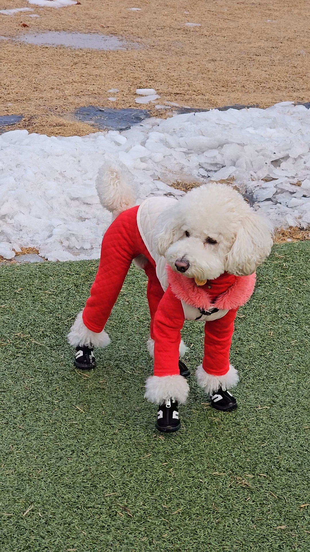 보리(푸사) 입양3년차