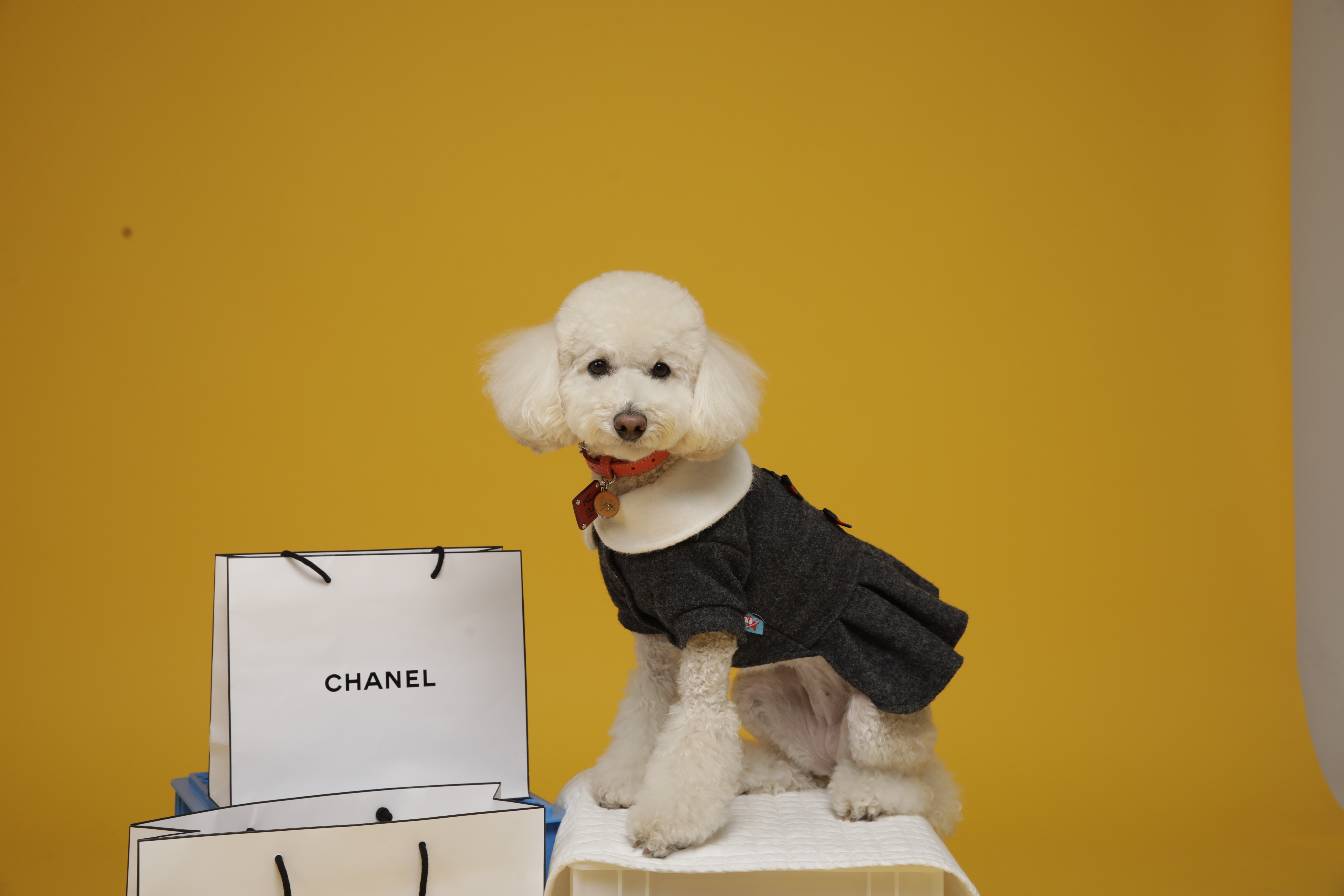 보리(푸사) 입양3년차