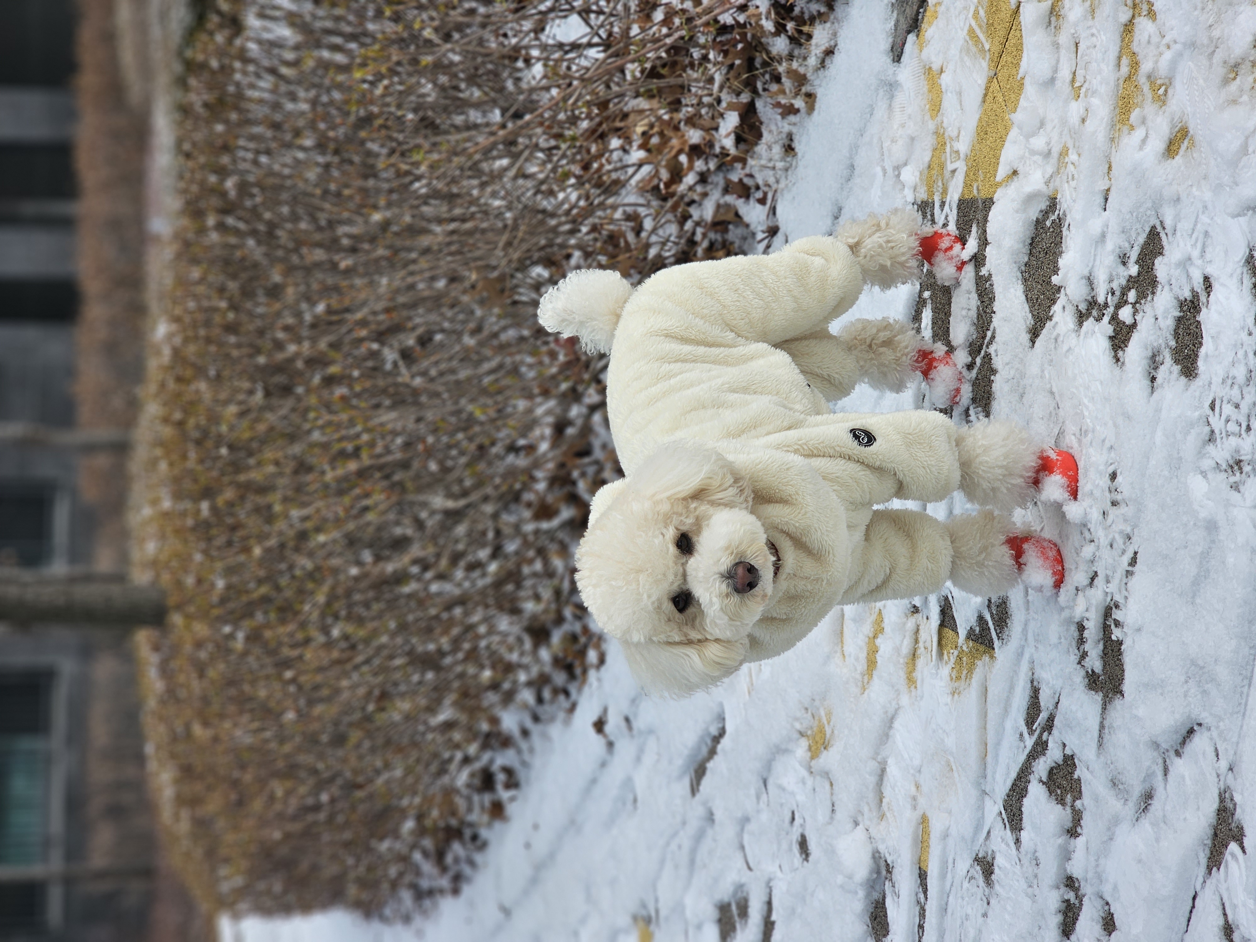 보리(푸사) 입양3년차