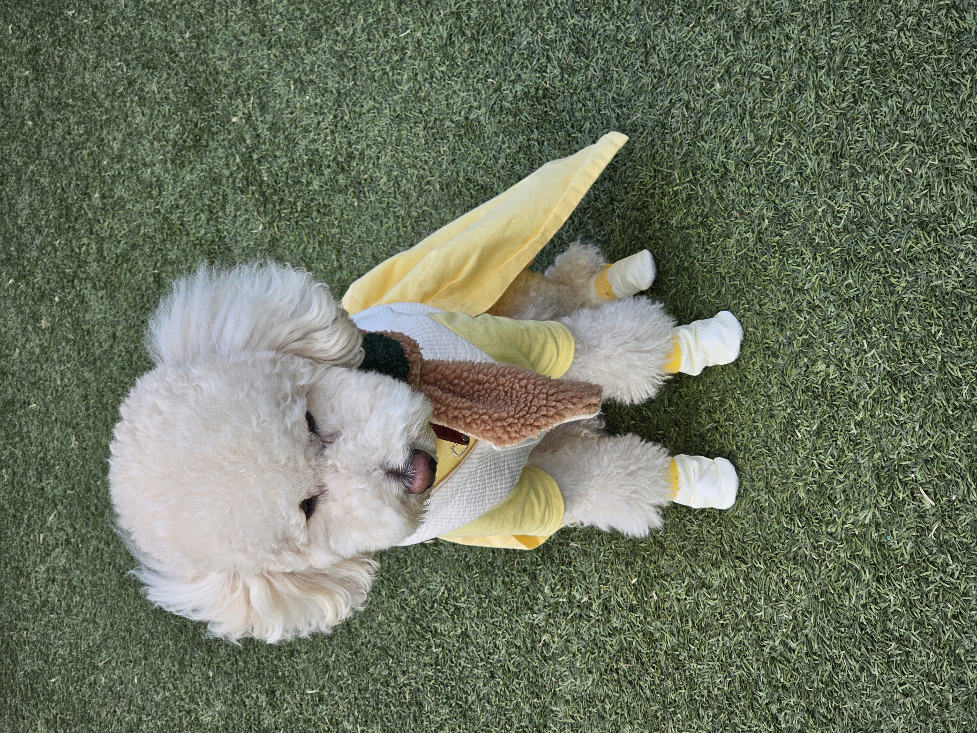 보리(푸사) 입양3년차