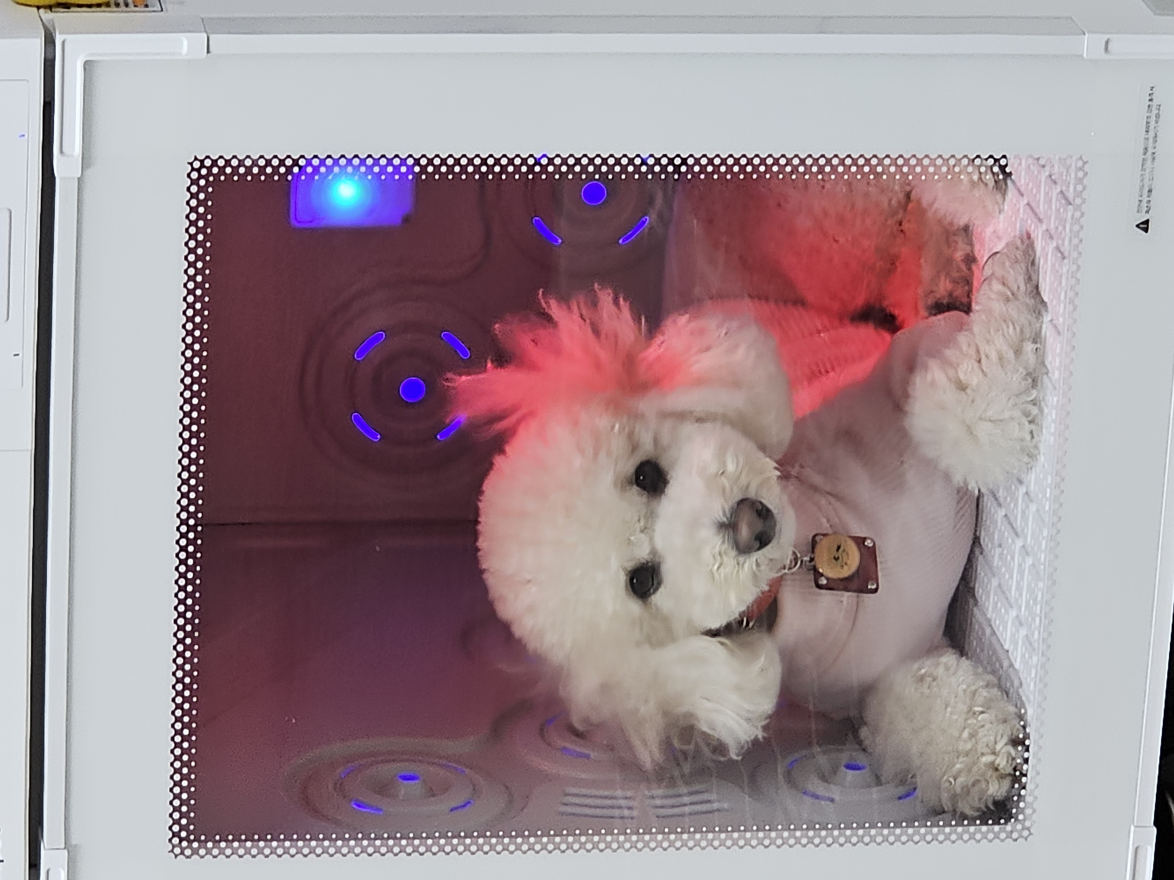 보리(푸사) 입양3년차