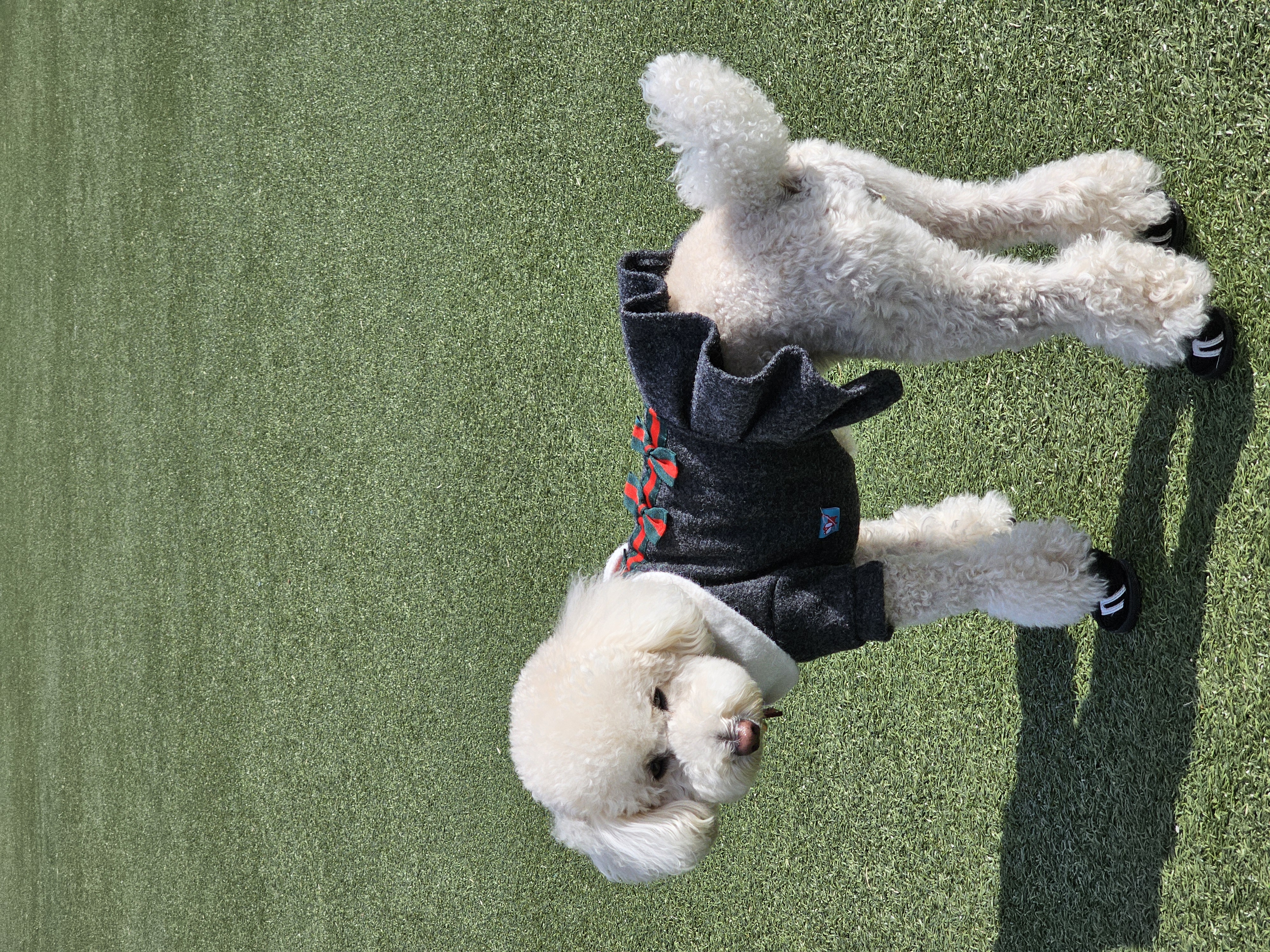 보리(푸사) 입양3년차