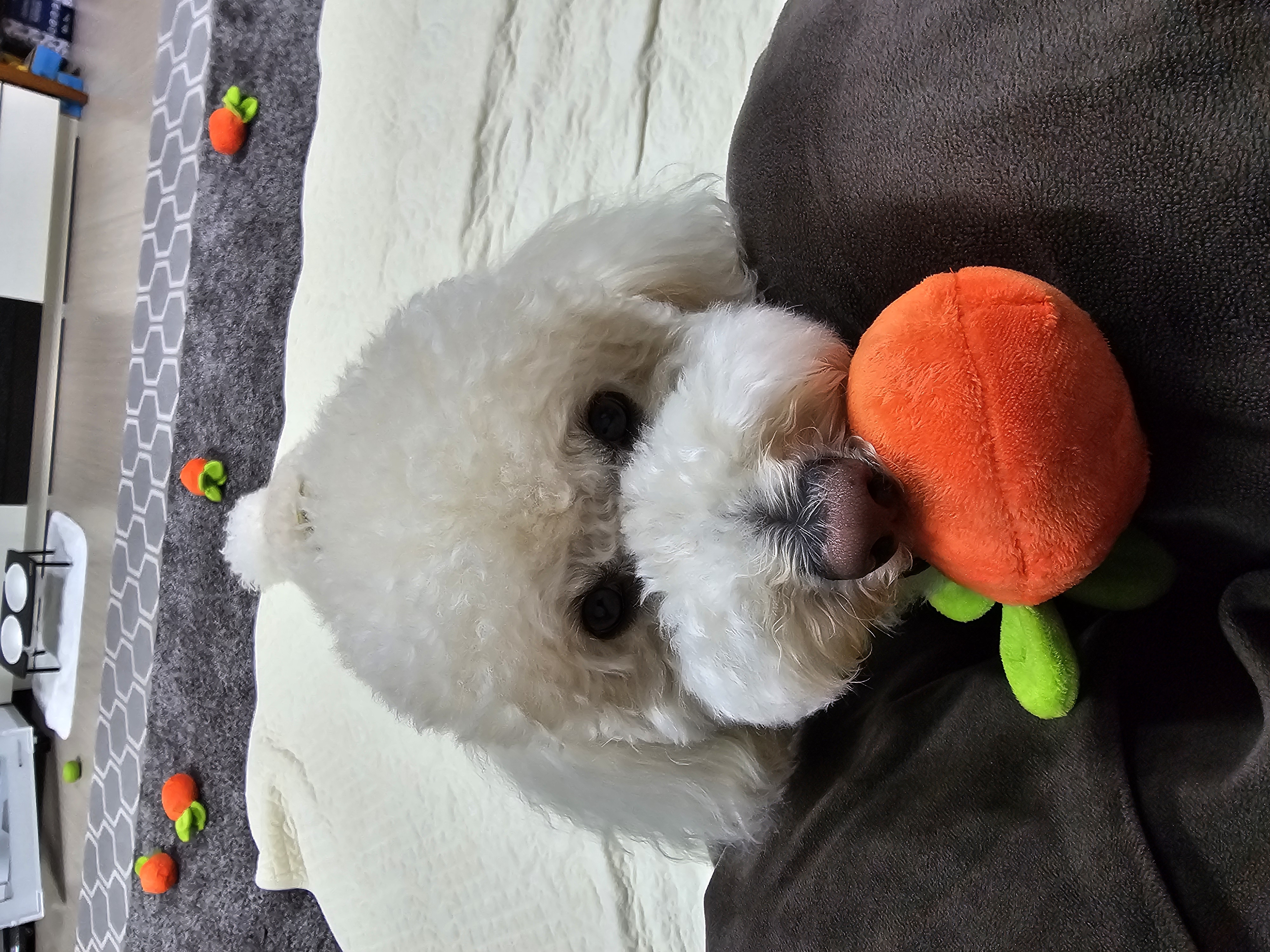 보리(푸사) 입양3년차