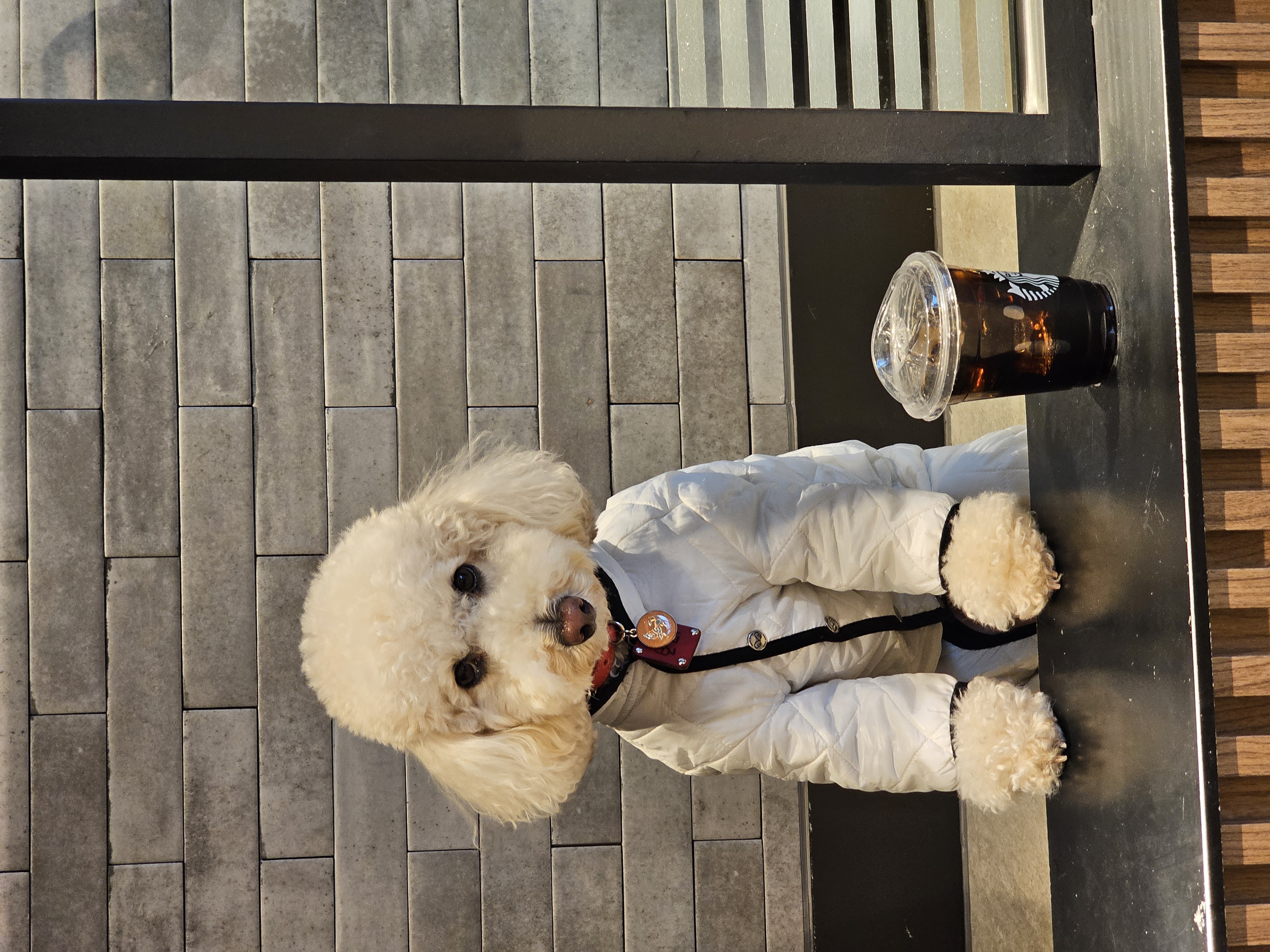 보리(푸사) 입양3년차