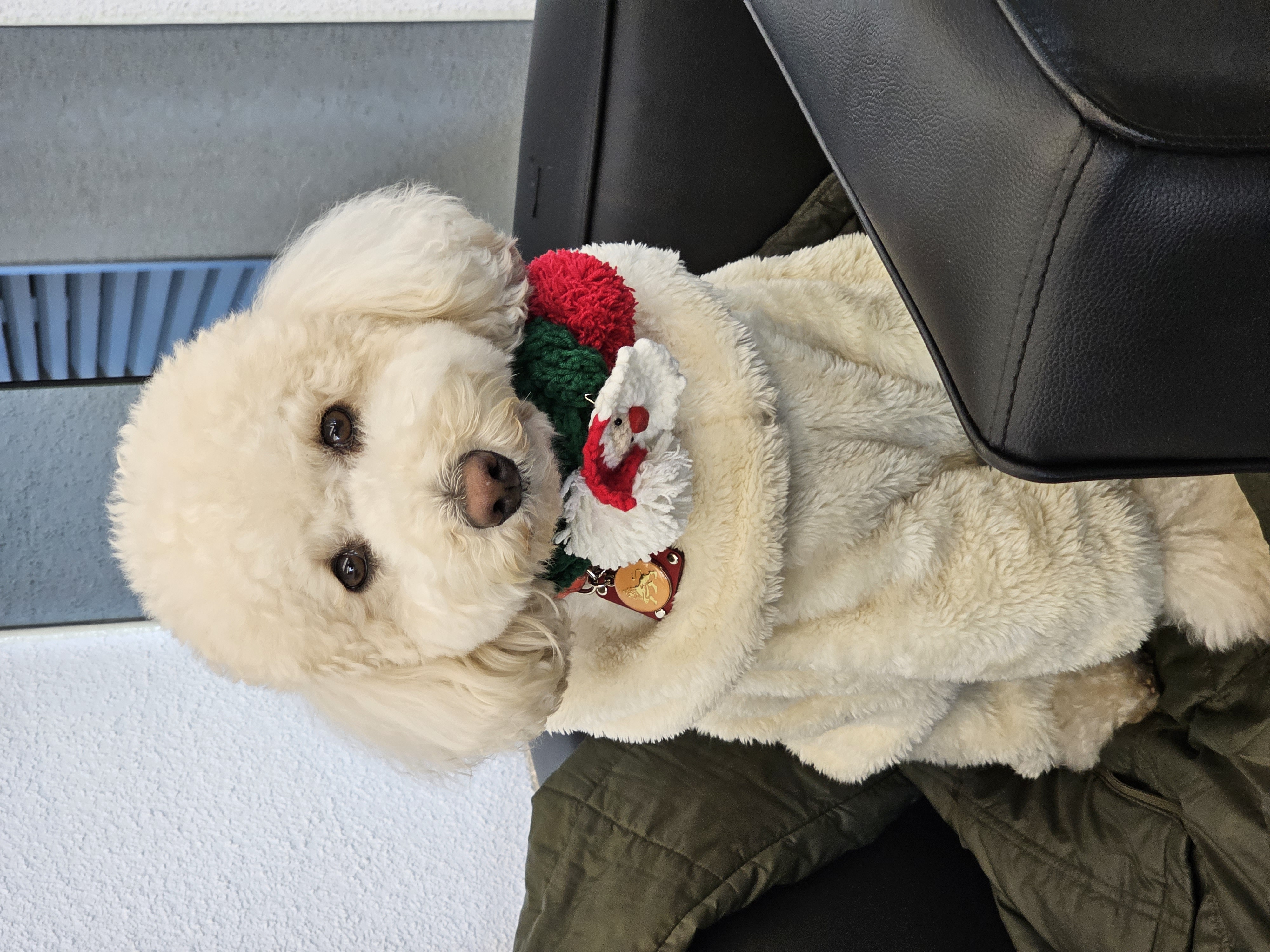 보리(푸사) 입양3년차