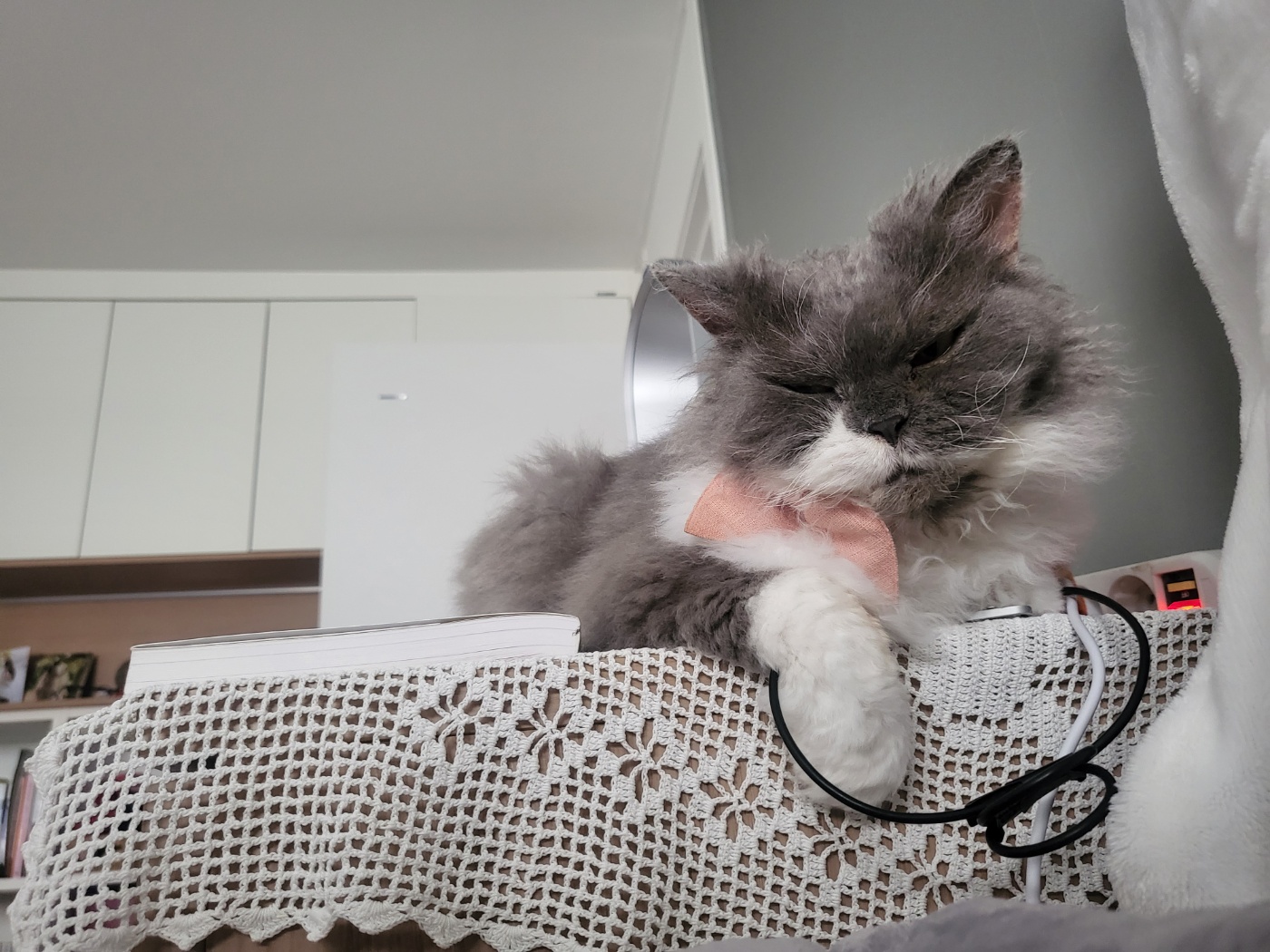 팡이(영순이) 입양 3개월 후기 입니다. 