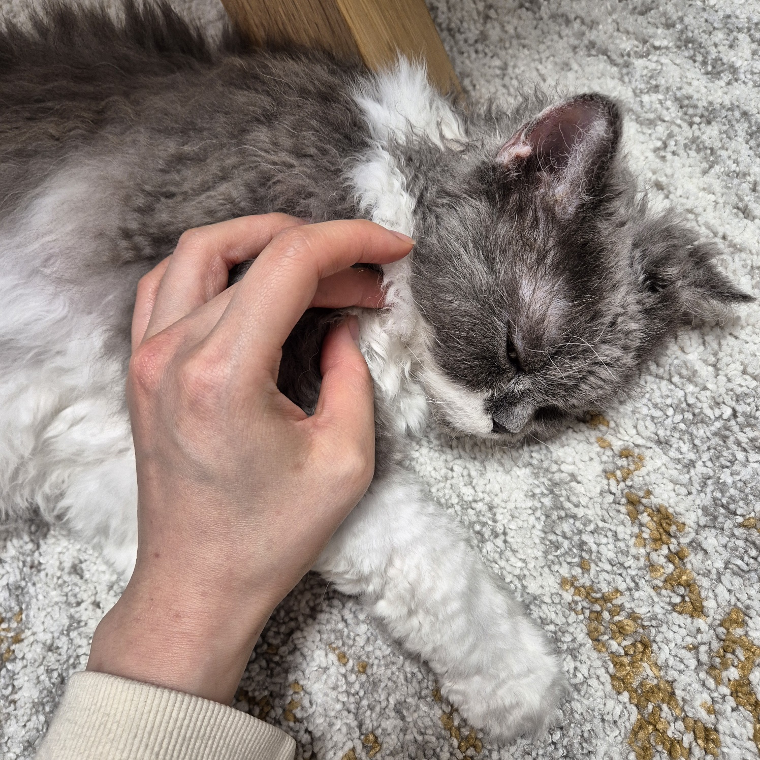 팡이(영순이) 입양 3개월 후기 입니다. 