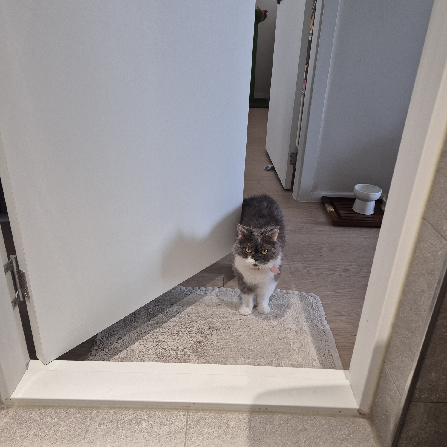 팡이(영순이) 입양 3개월 후기 입니다. 