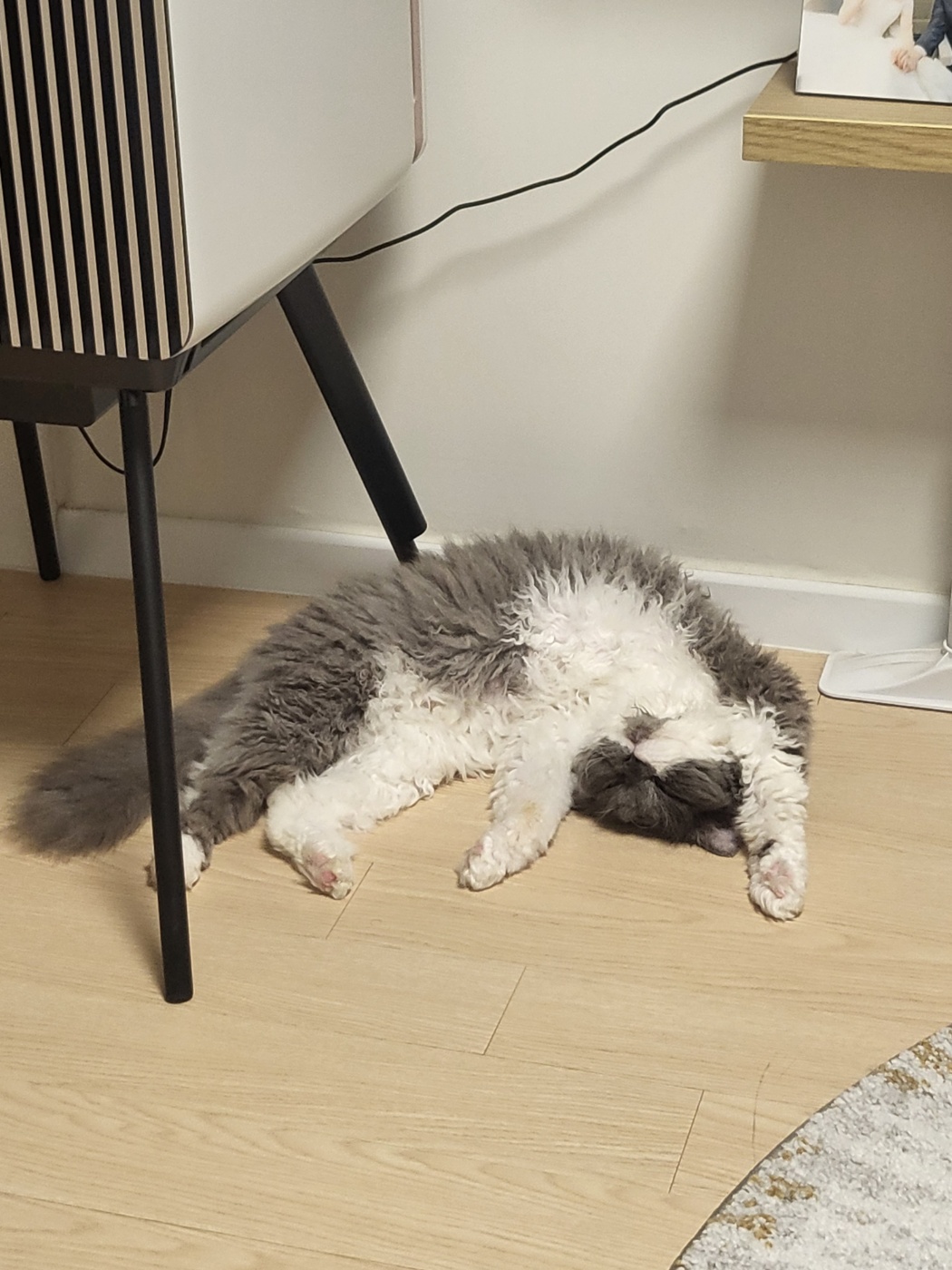 팡이(영순이) 입양 3개월 후기 입니다. 