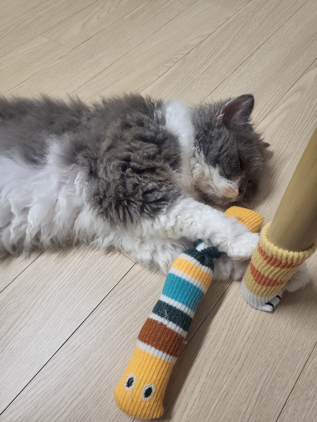 팡이(영순이) 입양 3개월 후기 입니다. 