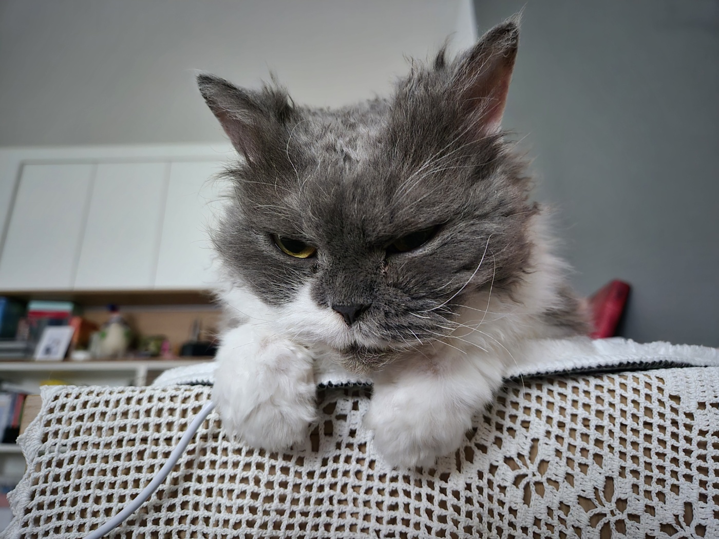 팡이(영순이) 입양 3개월 후기 입니다. 