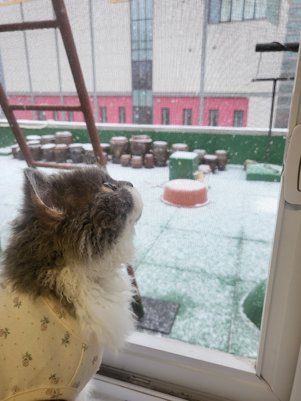 팡이(영순이) 입양 3개월 후기 입니다. 