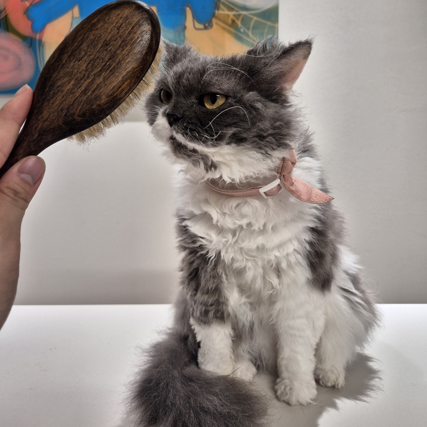 팡이(영순이) 입양 3개월 후기 입니다. 