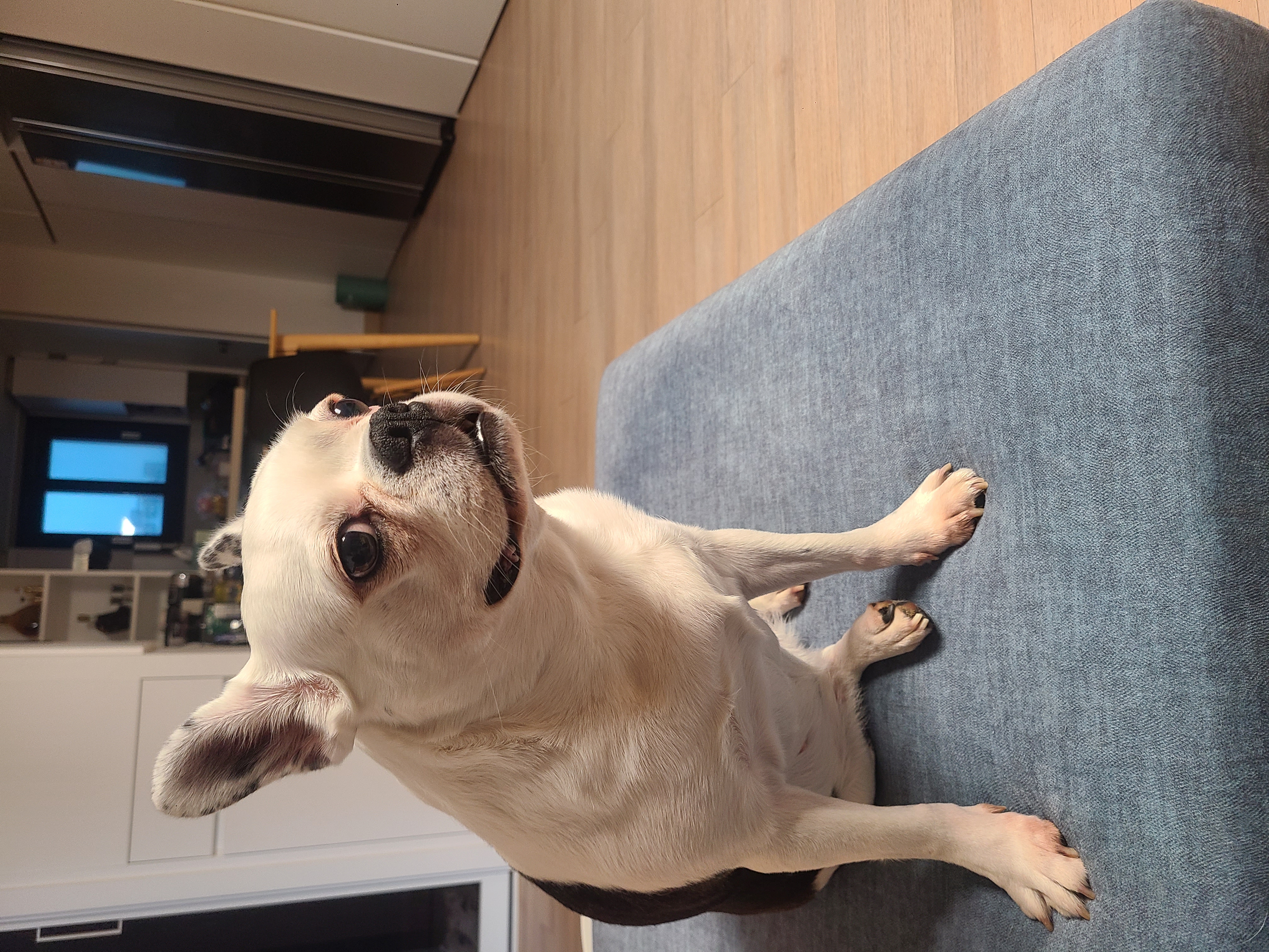 애둥이 가족 2주년 축하!!!