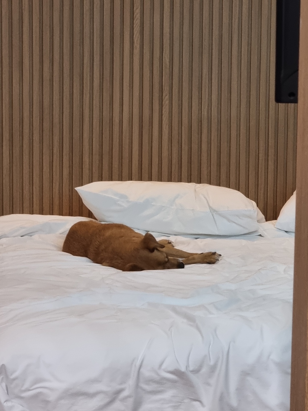 도담이 넘 잘 지내고 있어요~여행중입니다^^