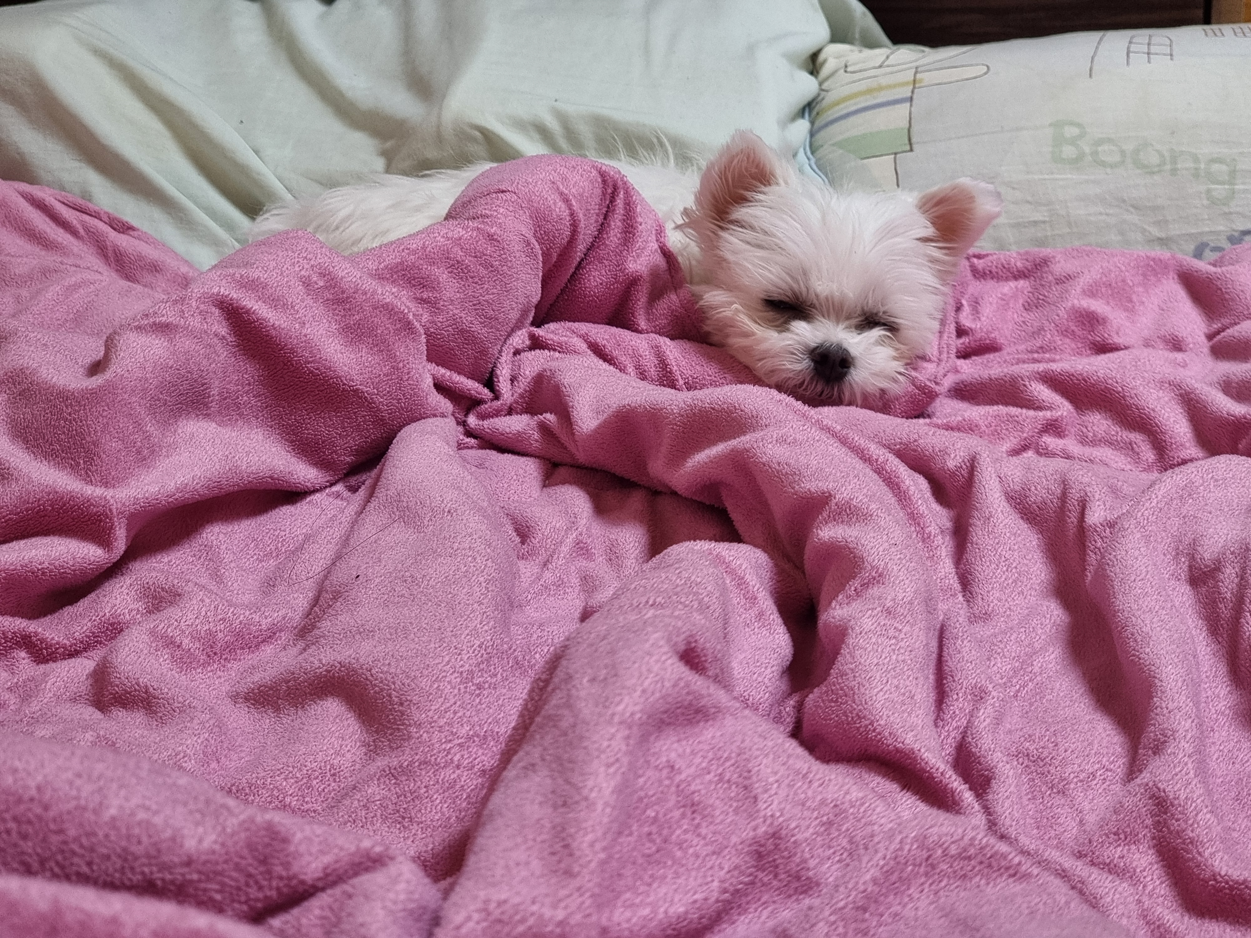 다림이(문송이/양구32) 입양전제 임보 한달 후기 