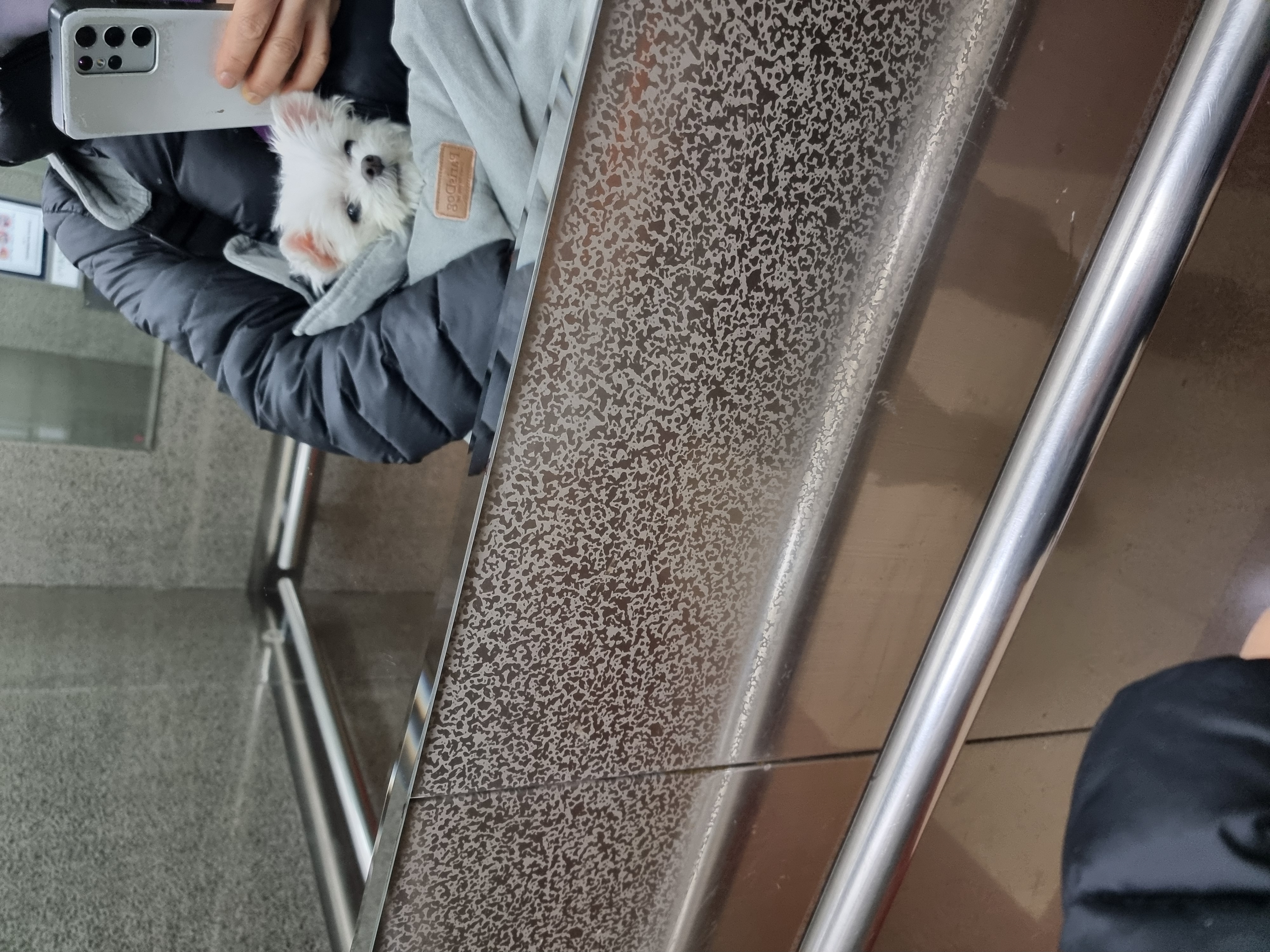 다림이(문송이/양구32) 입양전제 임보 한달 후기 