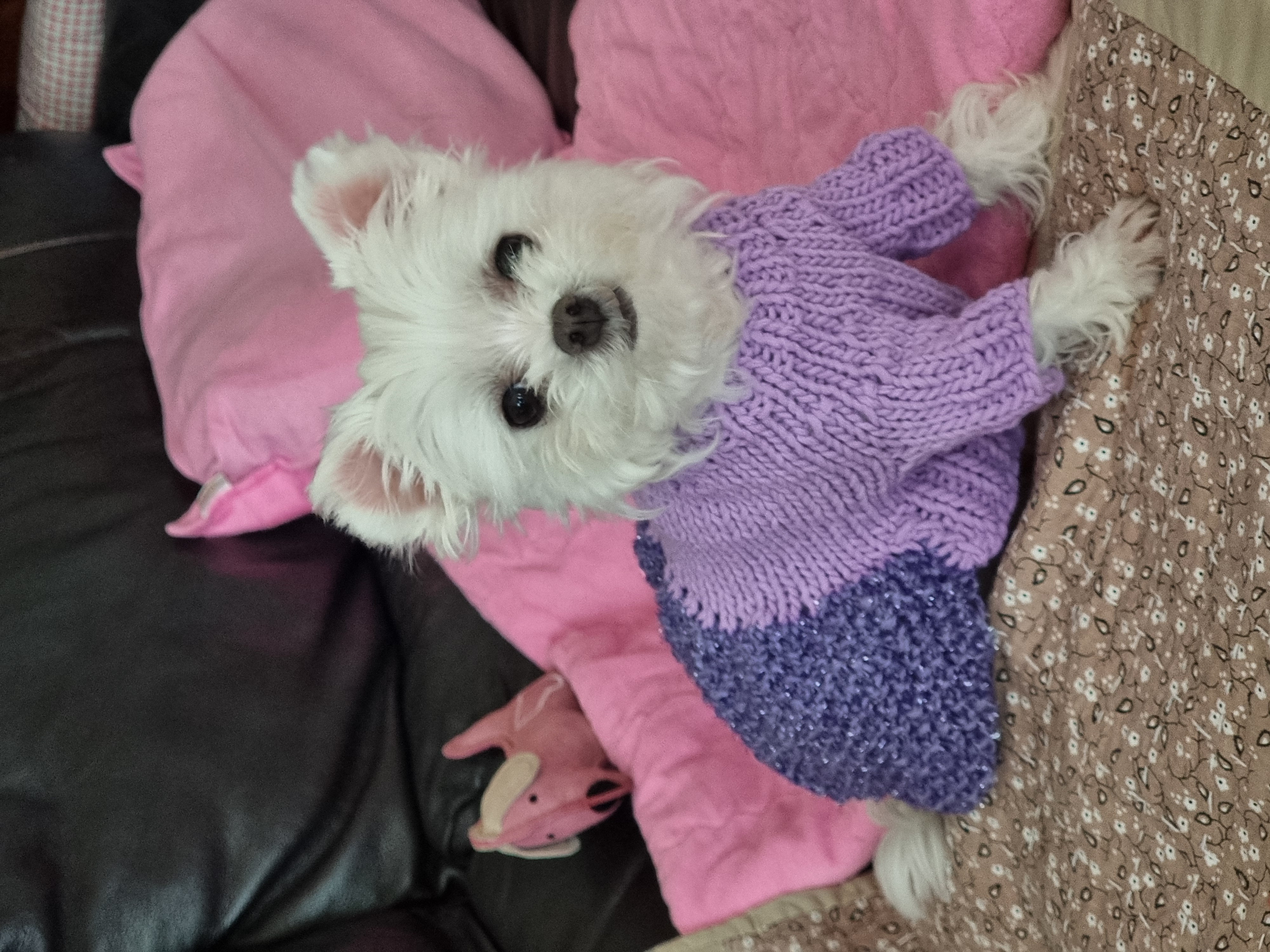 다림이(문송이/양구32) 입양전제 임보 한달 후기 