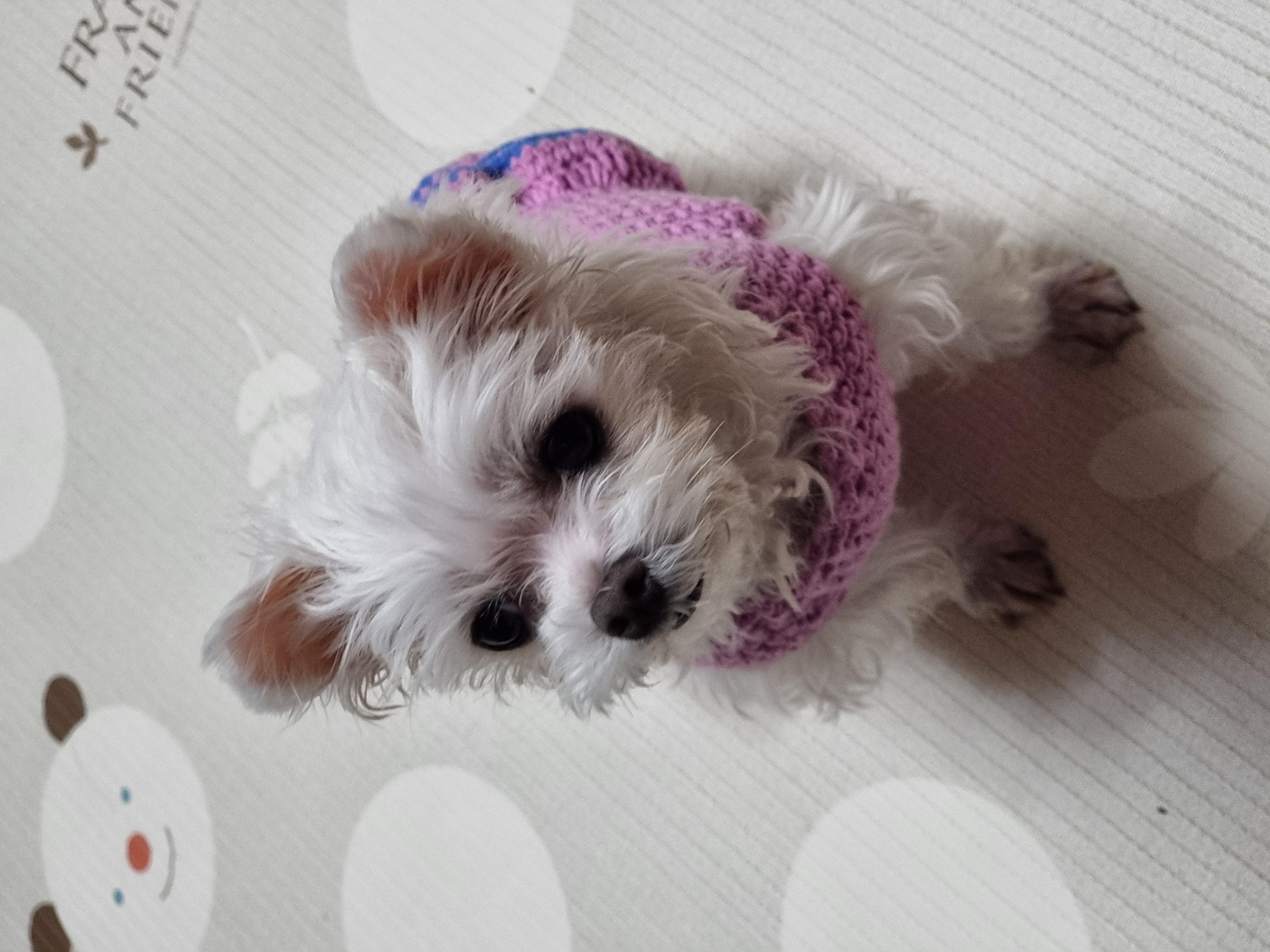 다림이(문송이/양구32) 입양전제 임보 한달 후기 